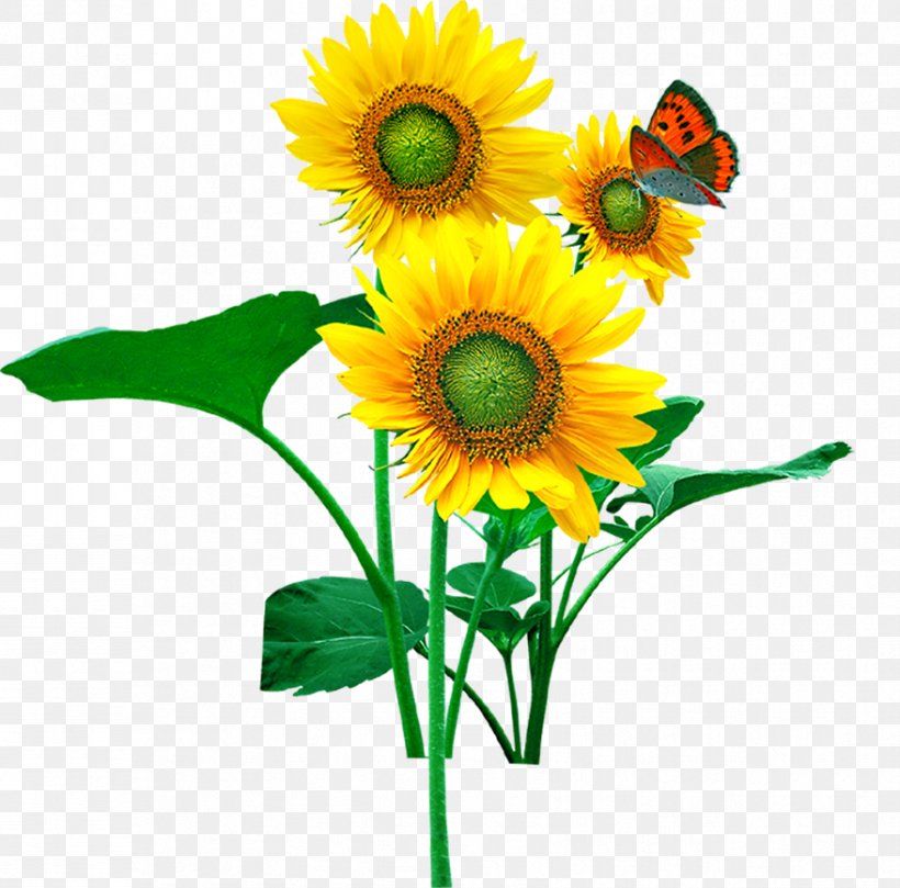 Rainbow Sunflower Wallpapers