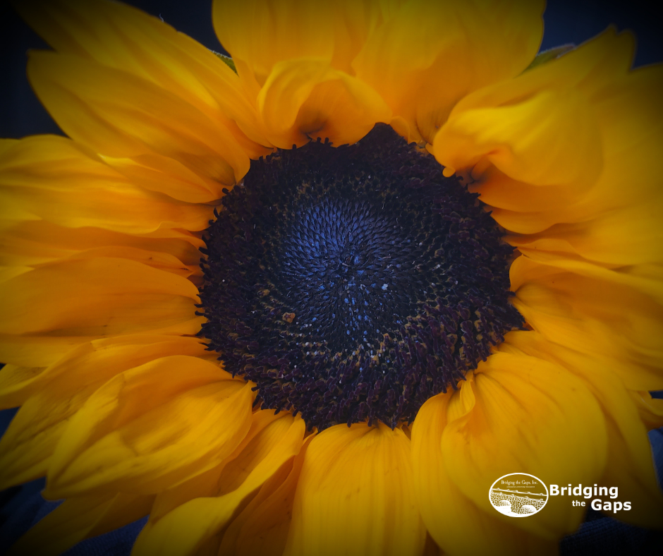 Rainbow Sunflower Wallpapers