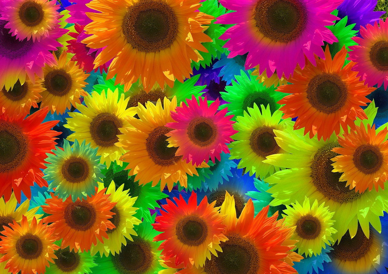 Rainbow Sunflower Wallpapers