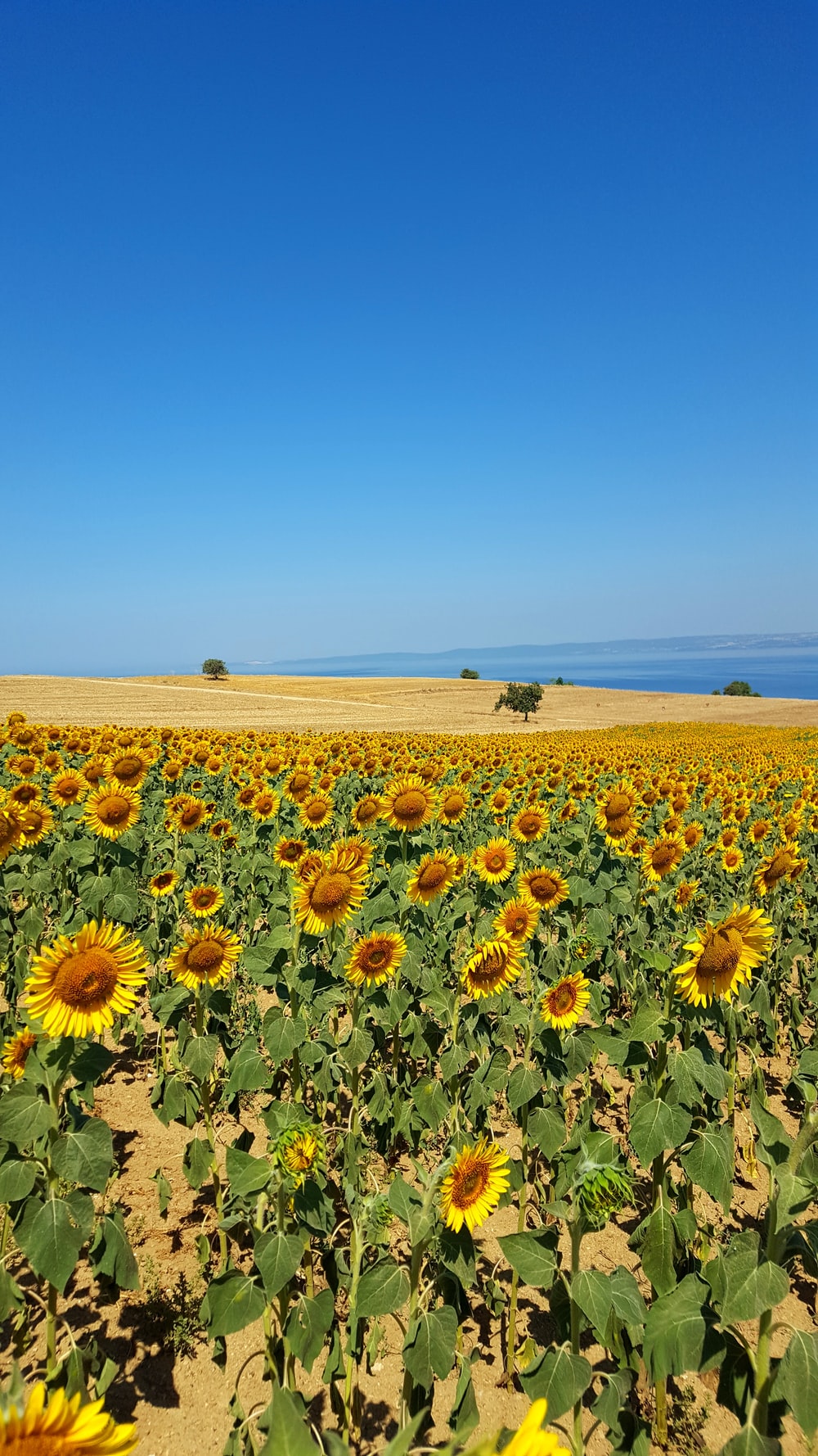 Rainbow Sunflower Wallpapers