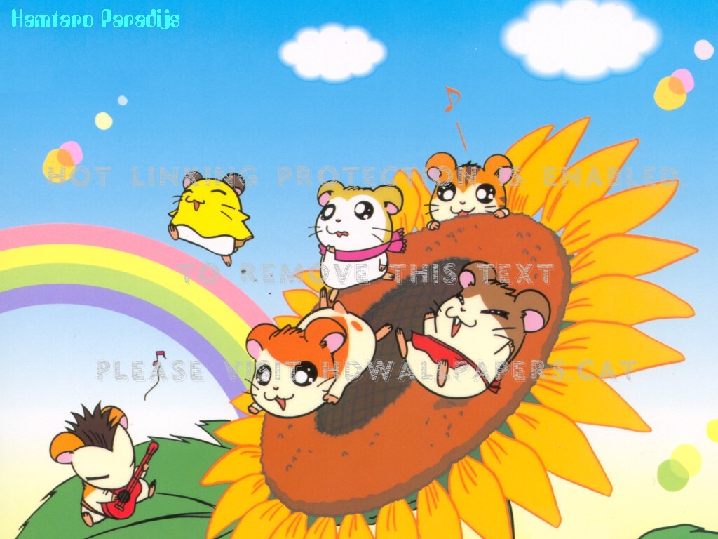 Rainbow Sunflower Wallpapers