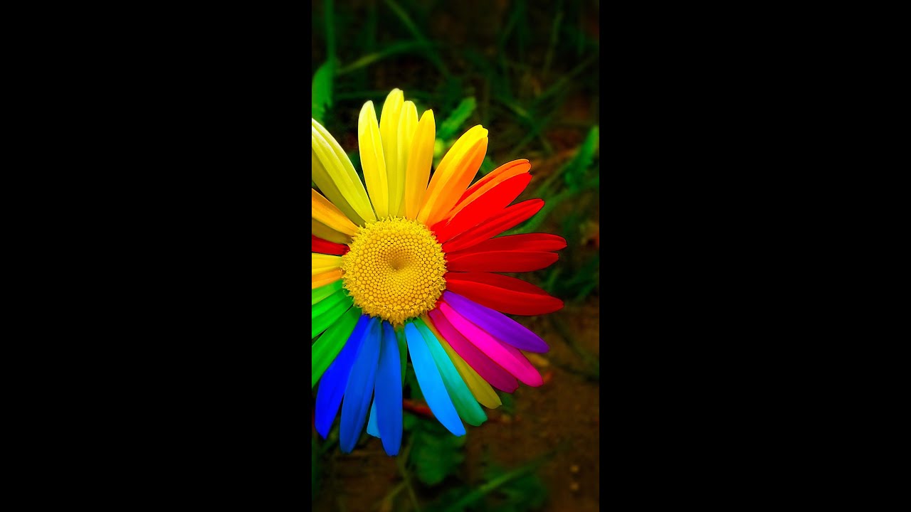 Rainbow Sunflower Wallpapers