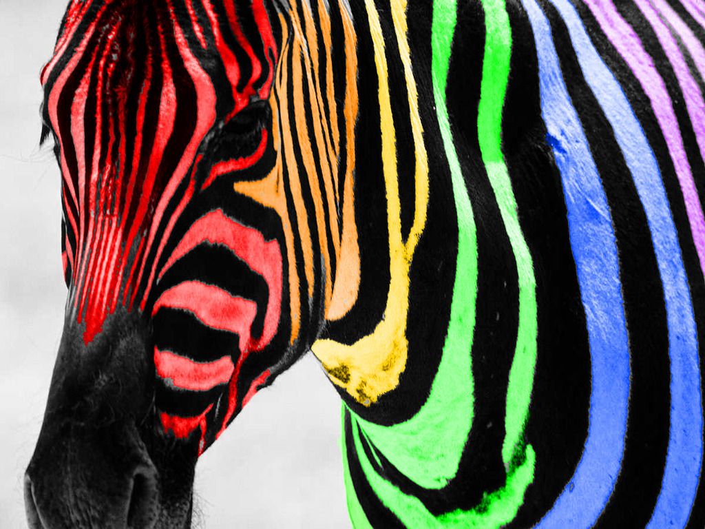 Rainbow Zebra Wallpapers