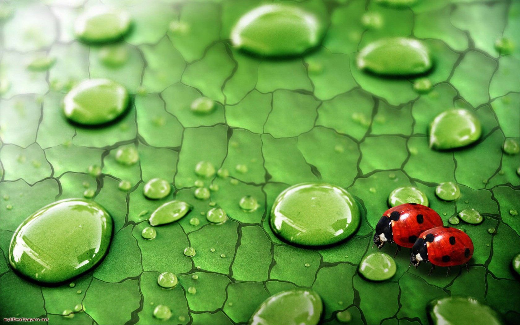 Raindrops Backgrounds