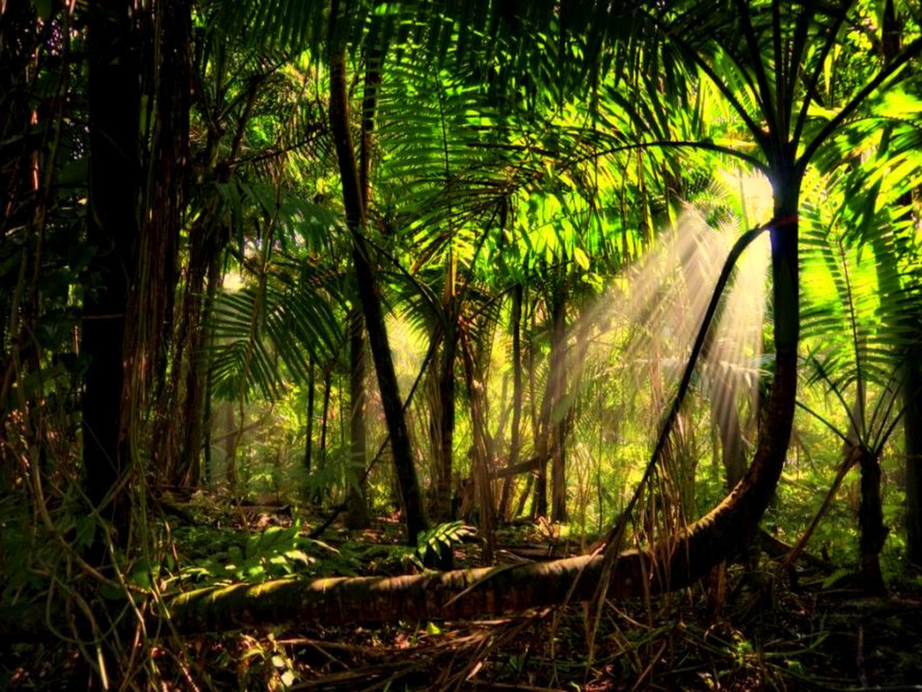 Rainforest Backgrounds