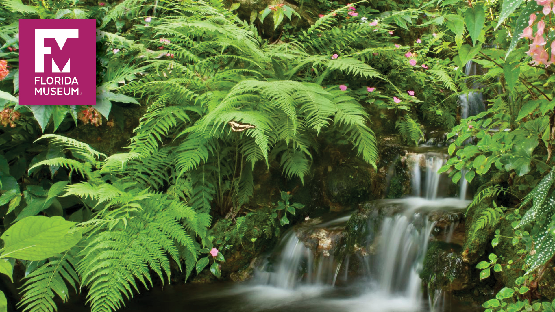 Rainforest Backgrounds