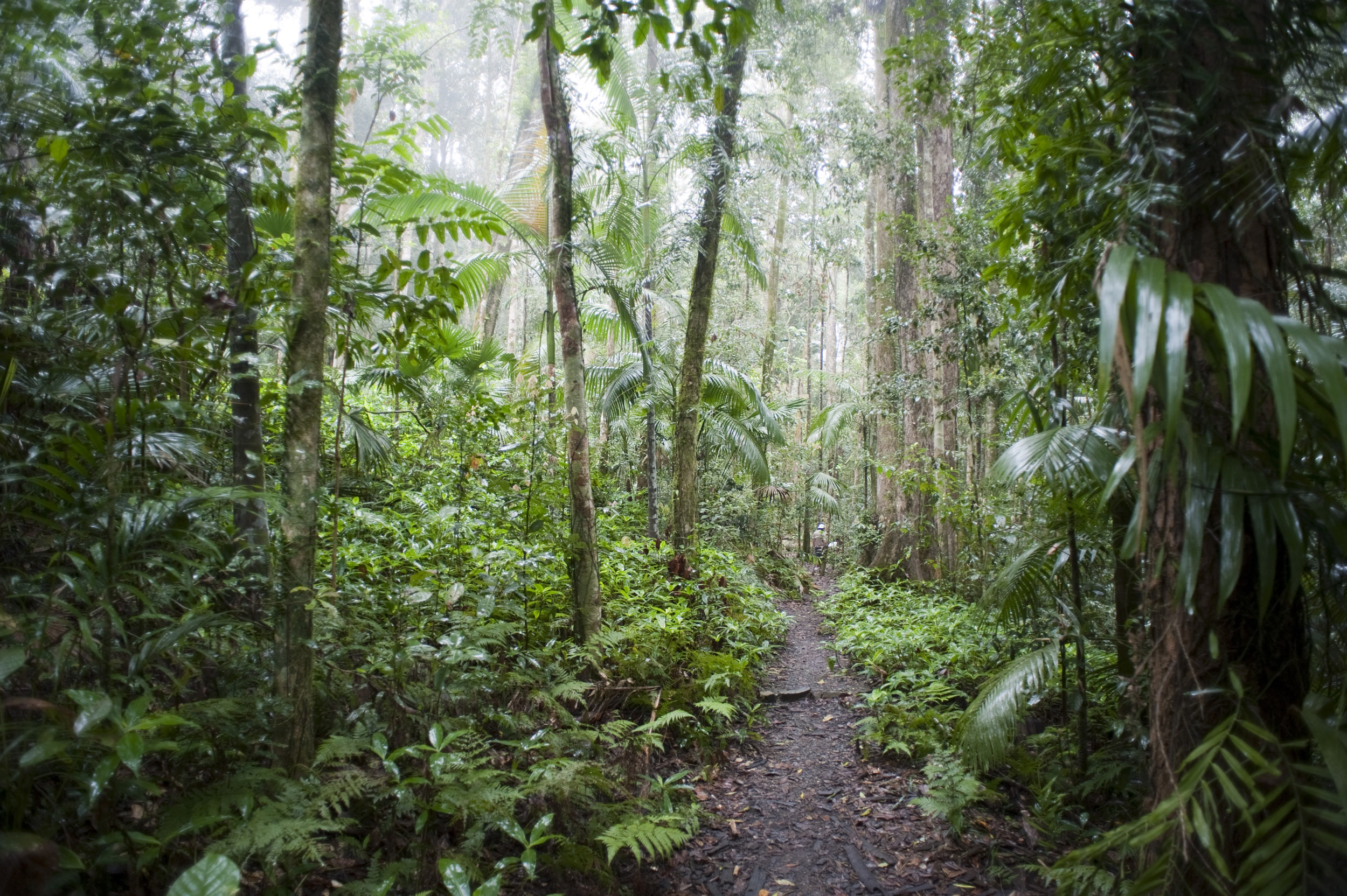 Rainforest Backgrounds