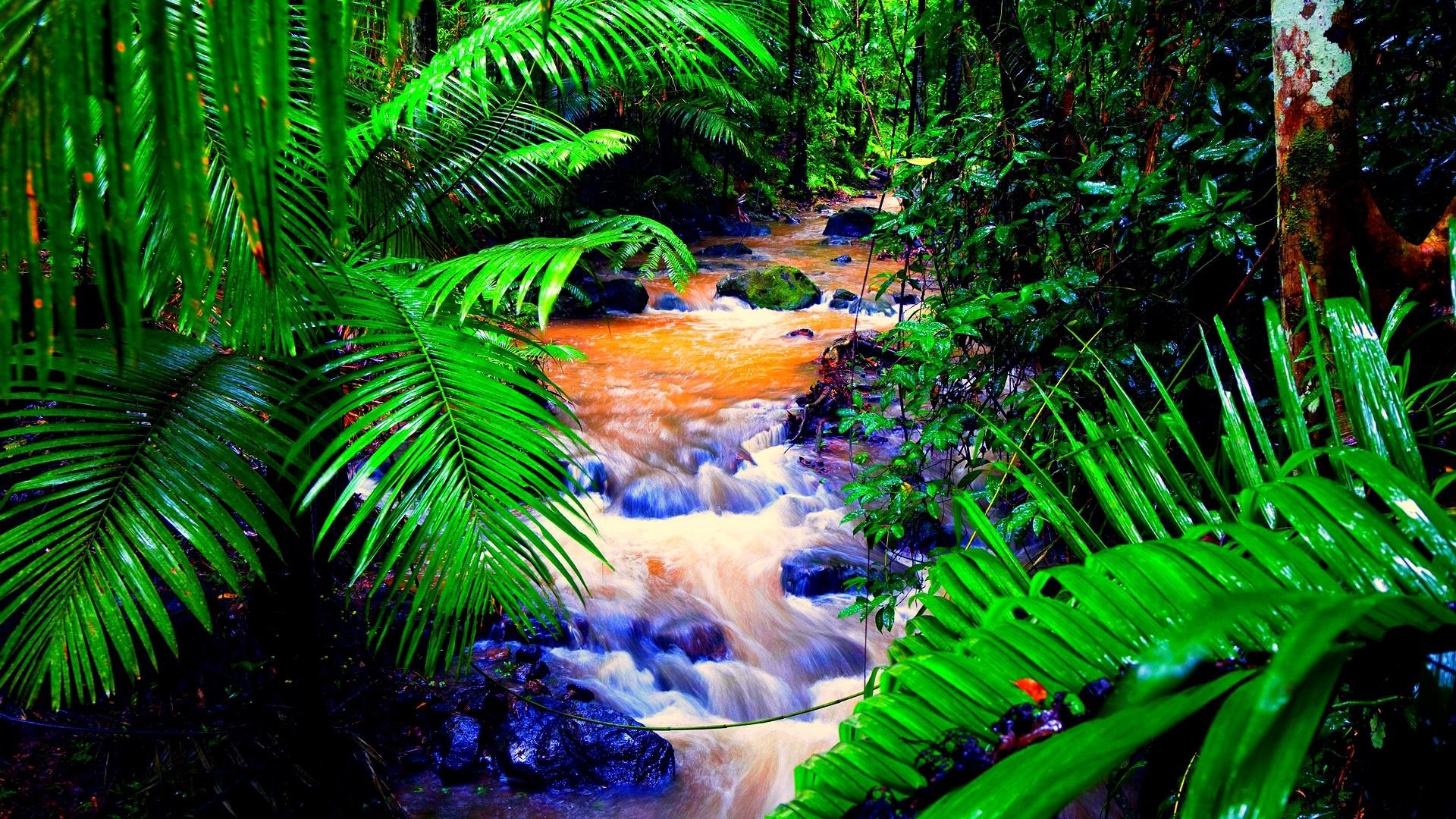 Rainforest Desktop Background