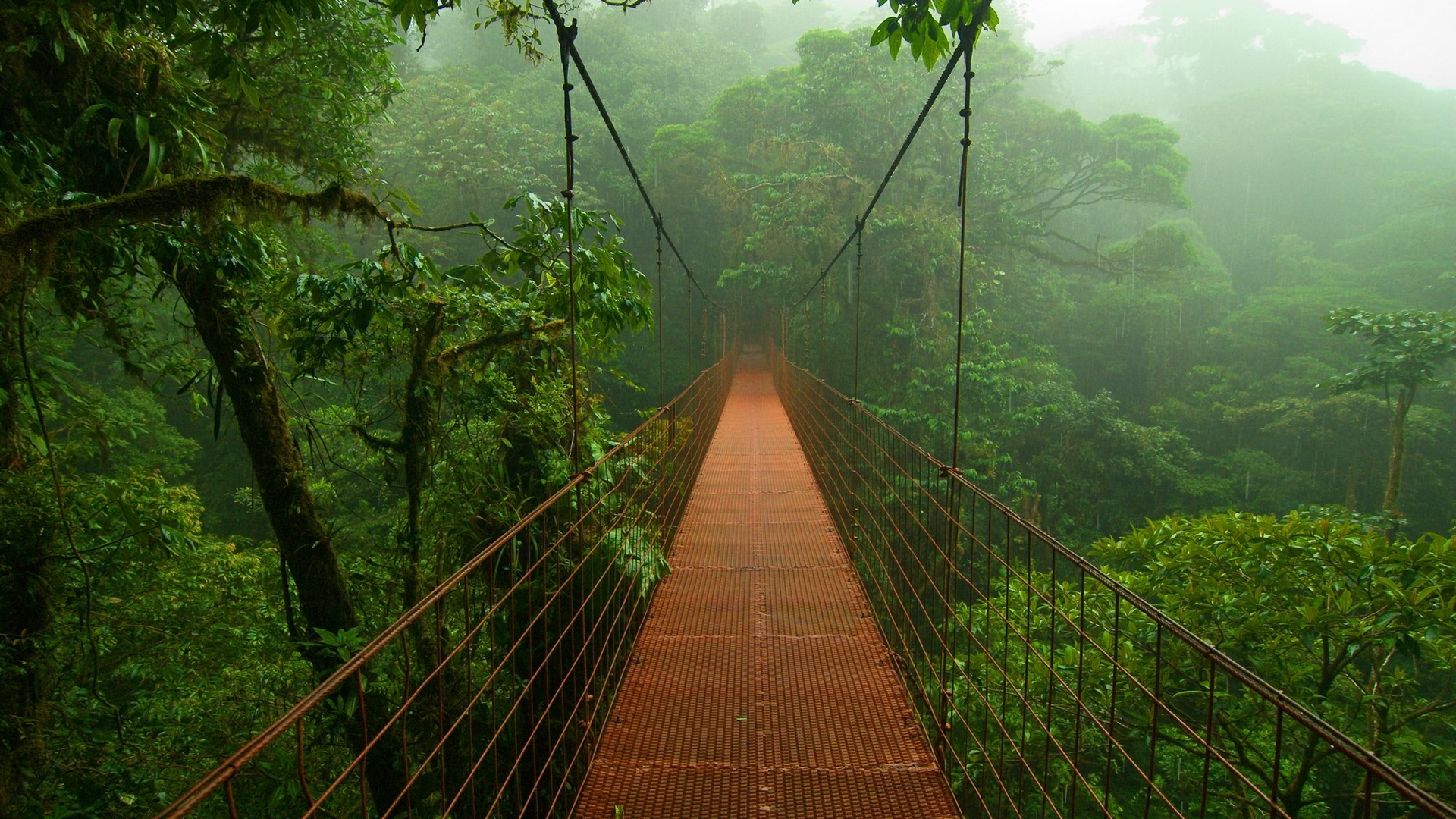 Rainforest Desktop Background