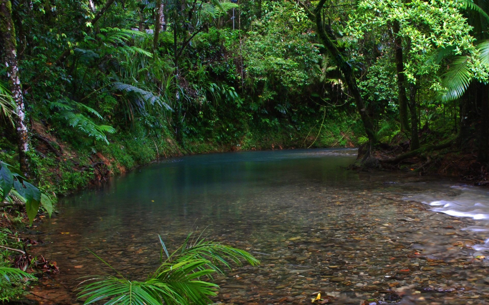 Rainforest Desktop Background