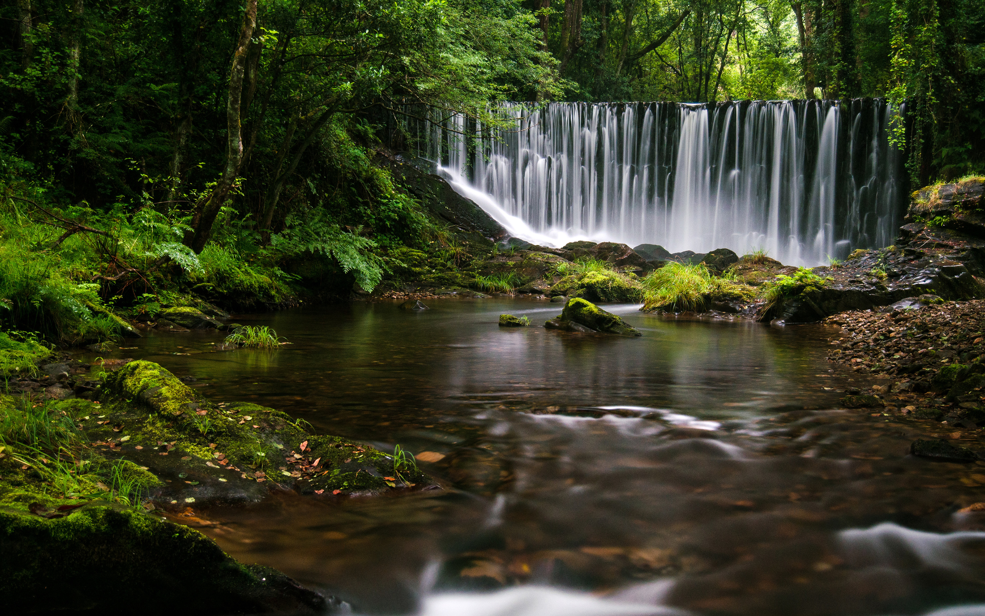 Rainforest Desktop Background