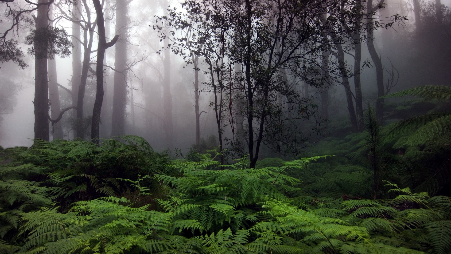 Rainforest Desktop Background