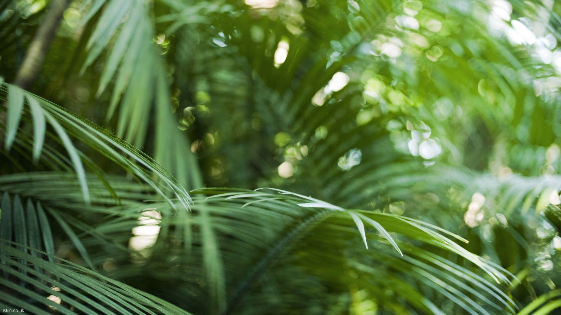 Rainforest Leaves Background