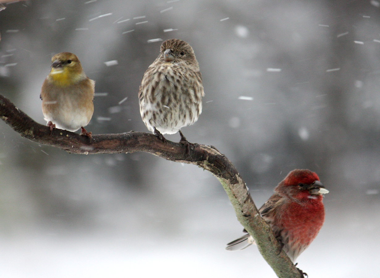 Raining In Winter Wallpapers