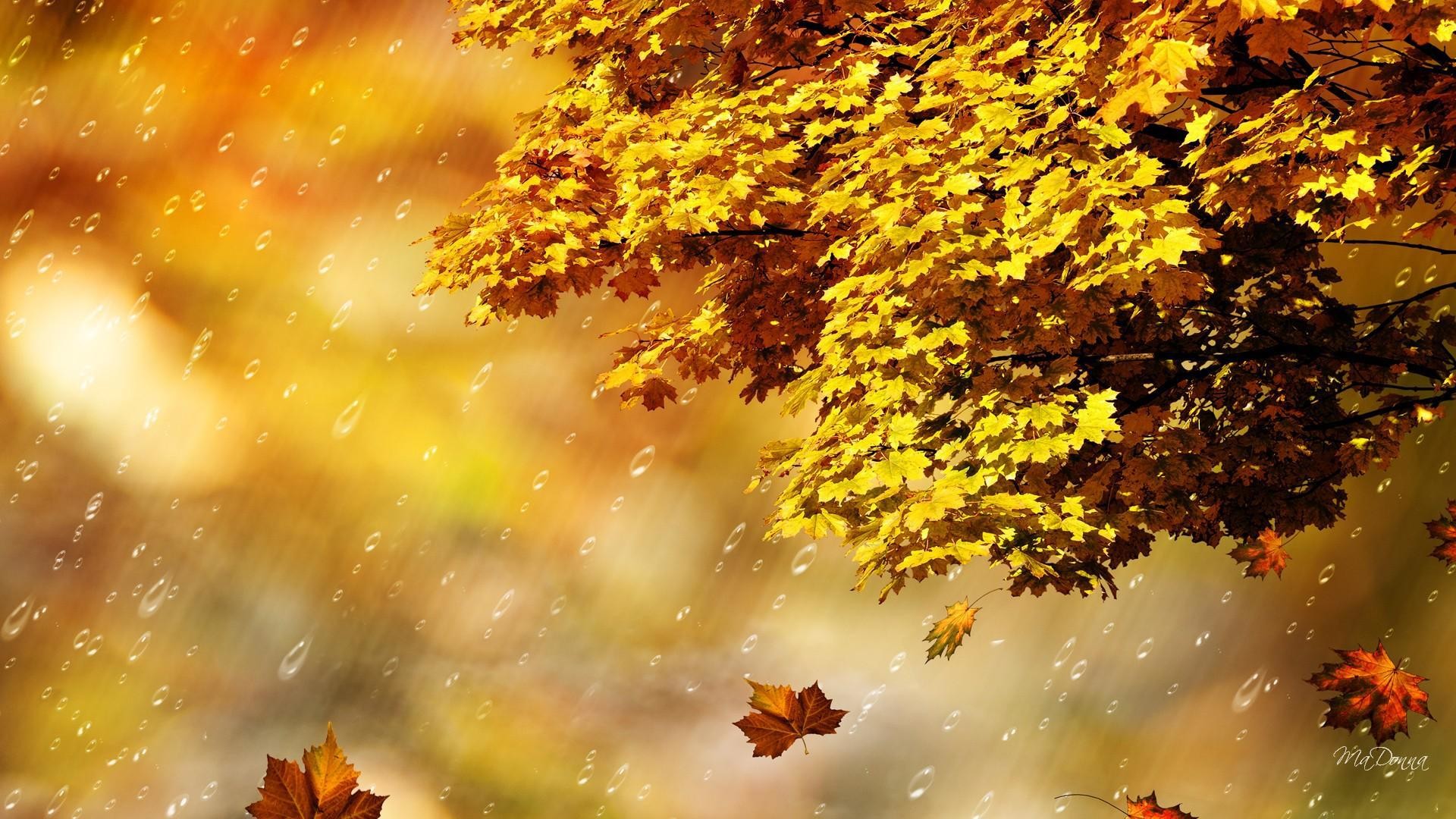 Rainy Autumn Day Wallpapers