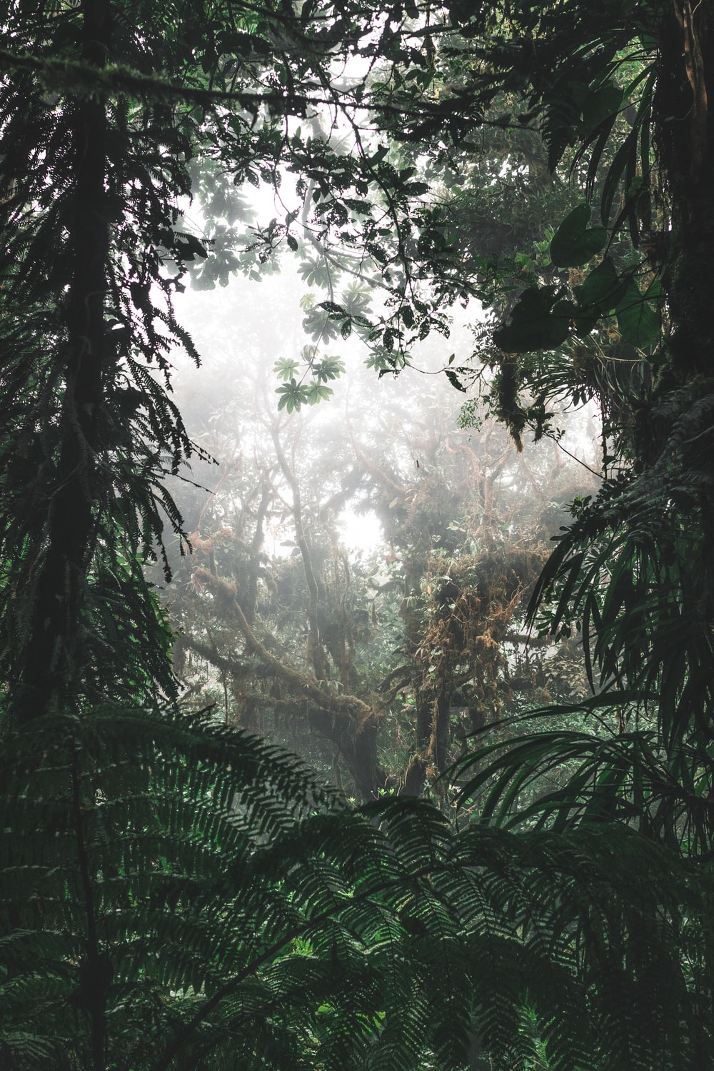 Rainy Forest Wallpapers