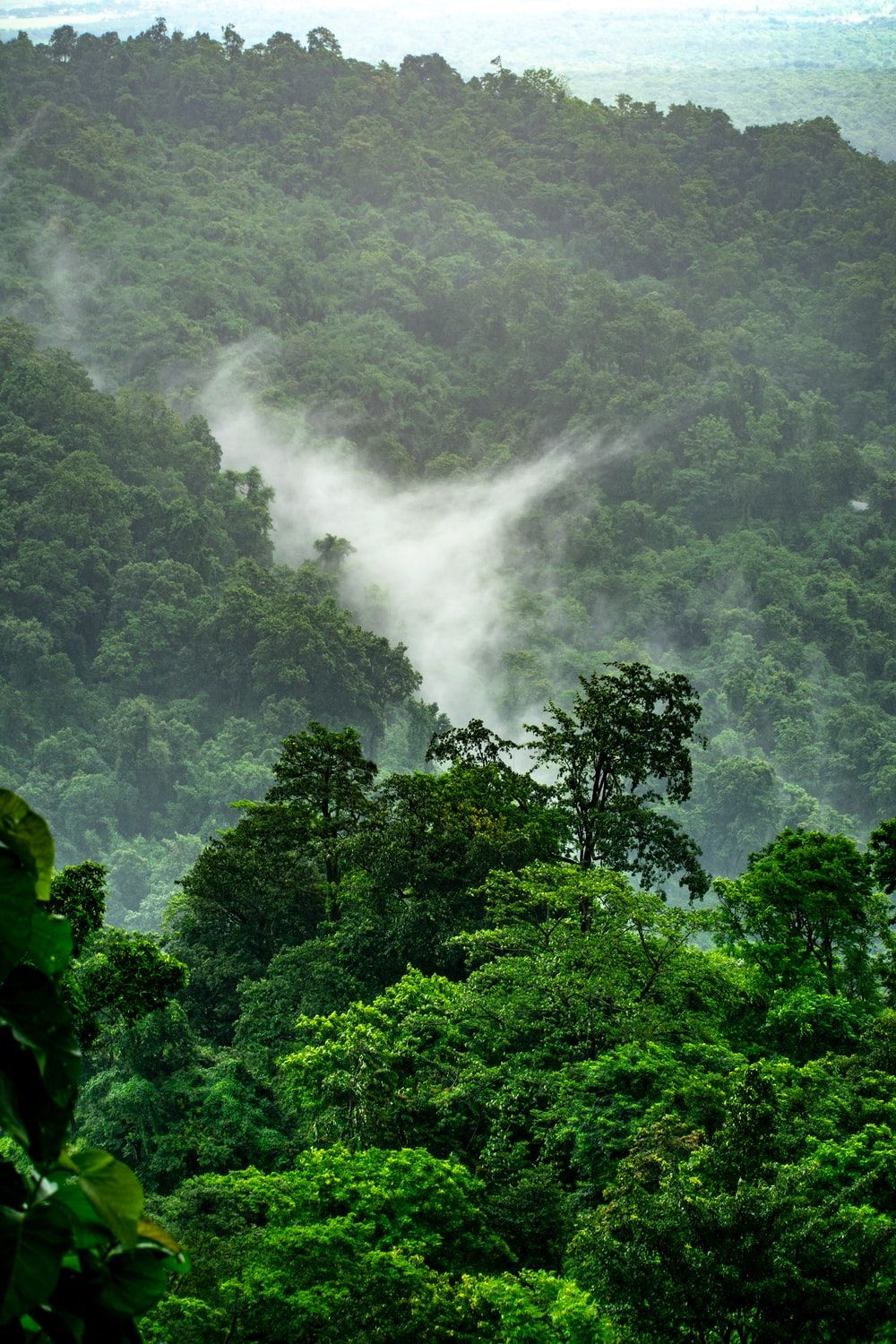 Rainy Forest Wallpapers