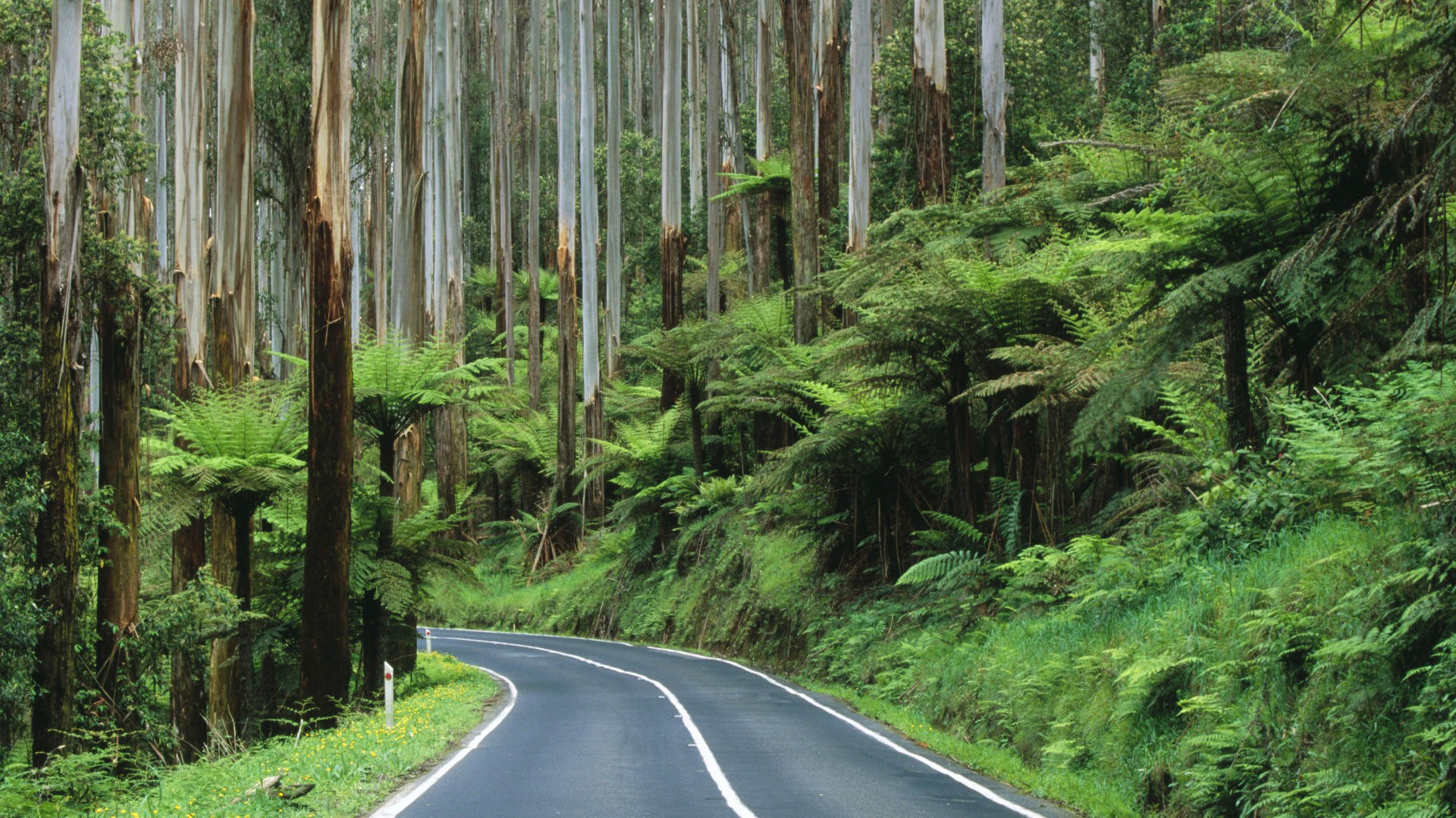 Rainy Road Wallpapers