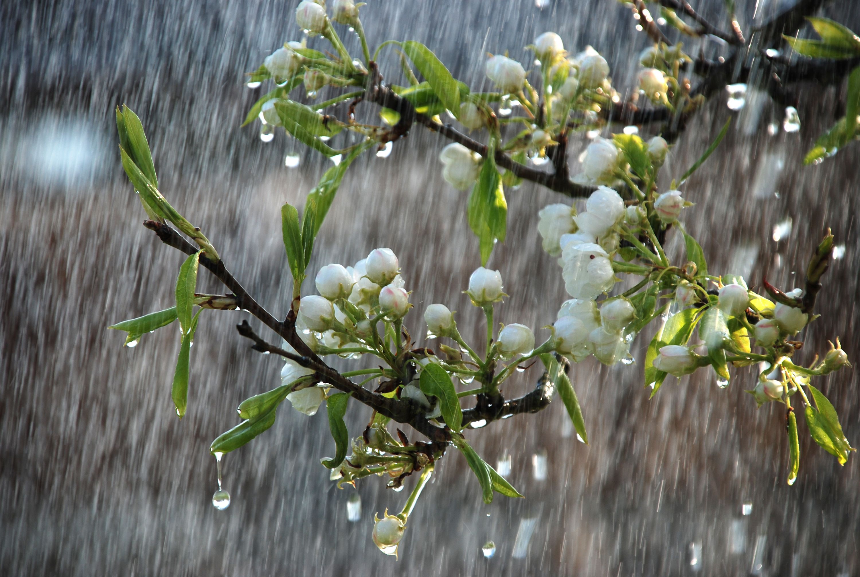 Rainy Spring Wallpapers