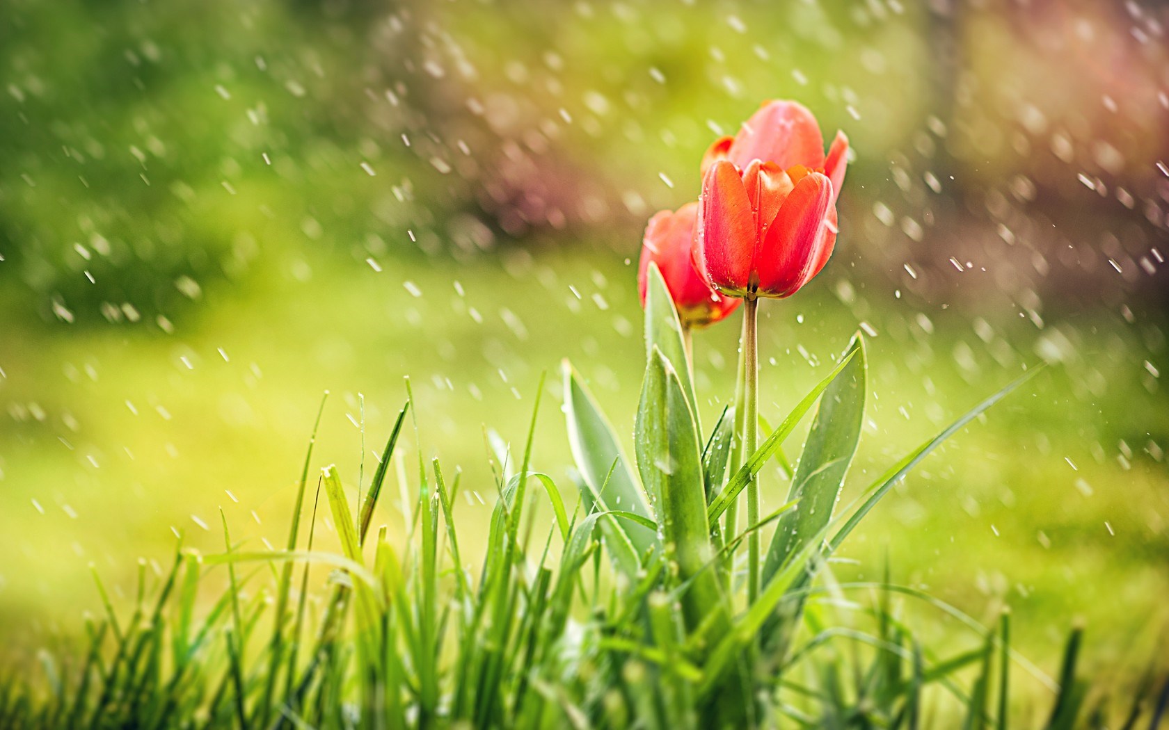 Rainy Spring Wallpapers