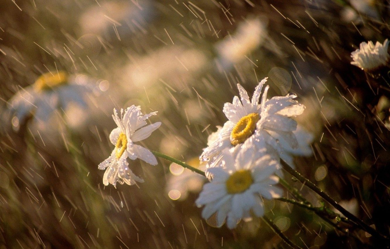 Rainy Spring Wallpapers