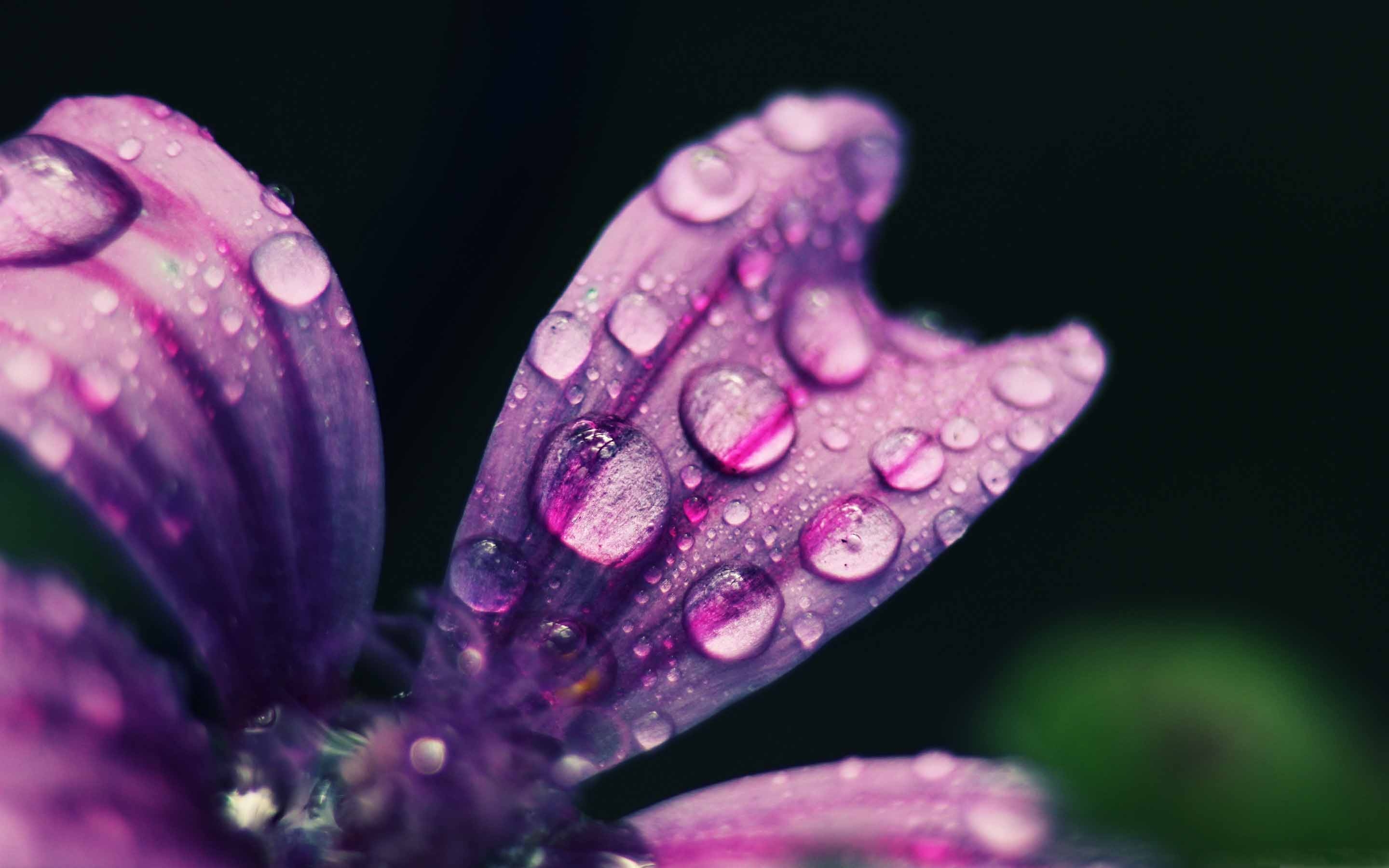 Rainy Spring Wallpapers