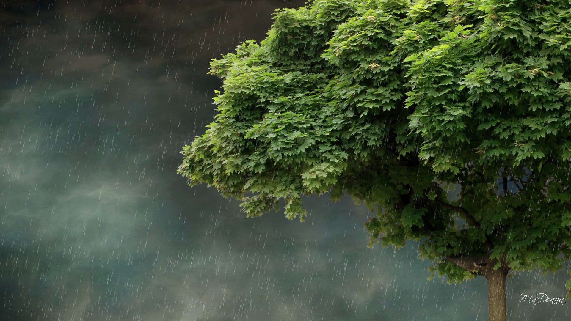 Rainy Spring Wallpapers