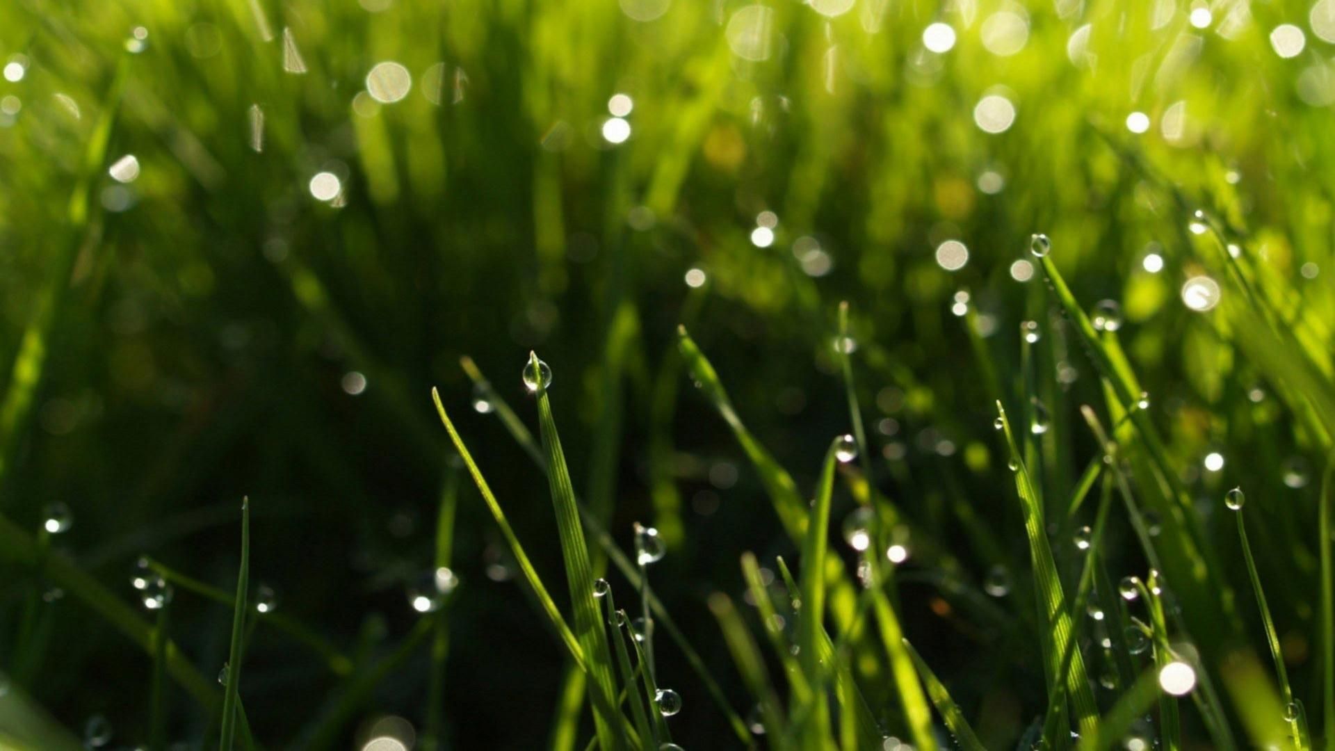 Rainy Spring Wallpapers