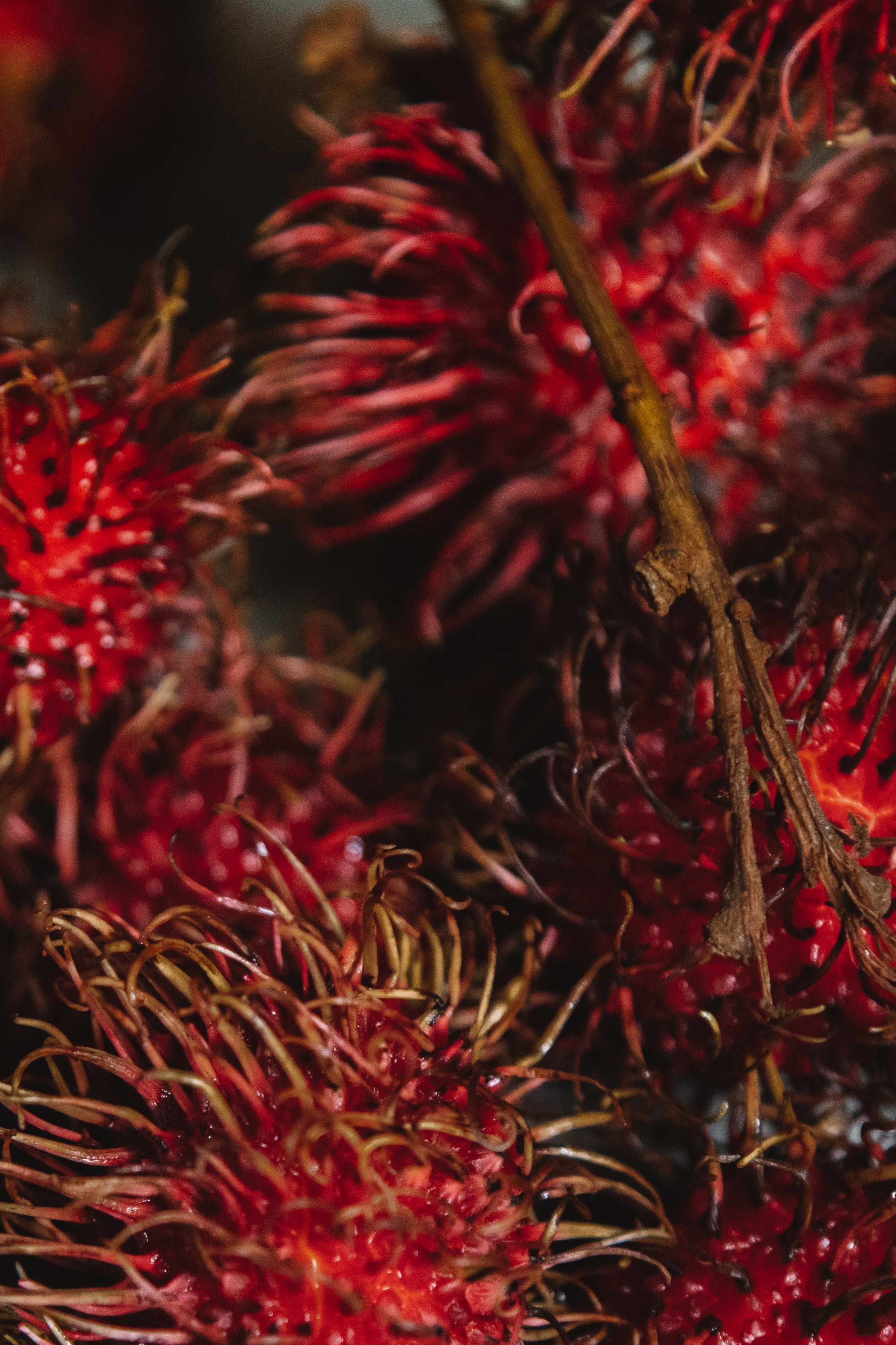 Rambutan Wallpapers