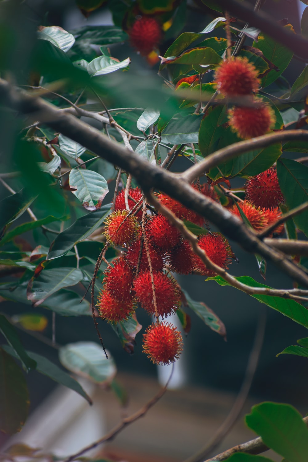 Rambutan Wallpapers