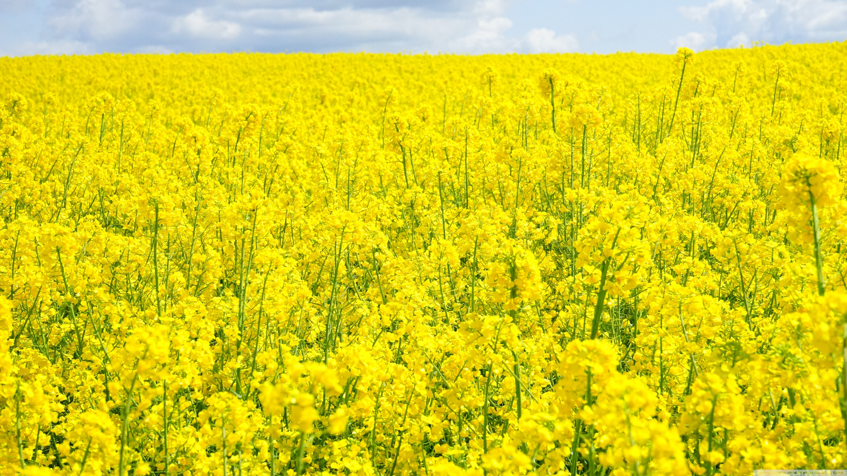 Rapeseed Wallpapers