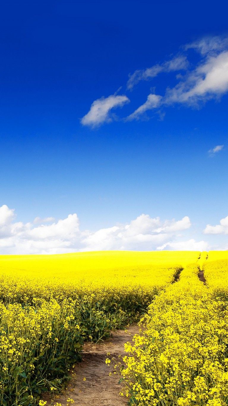 Rapeseed Wallpapers