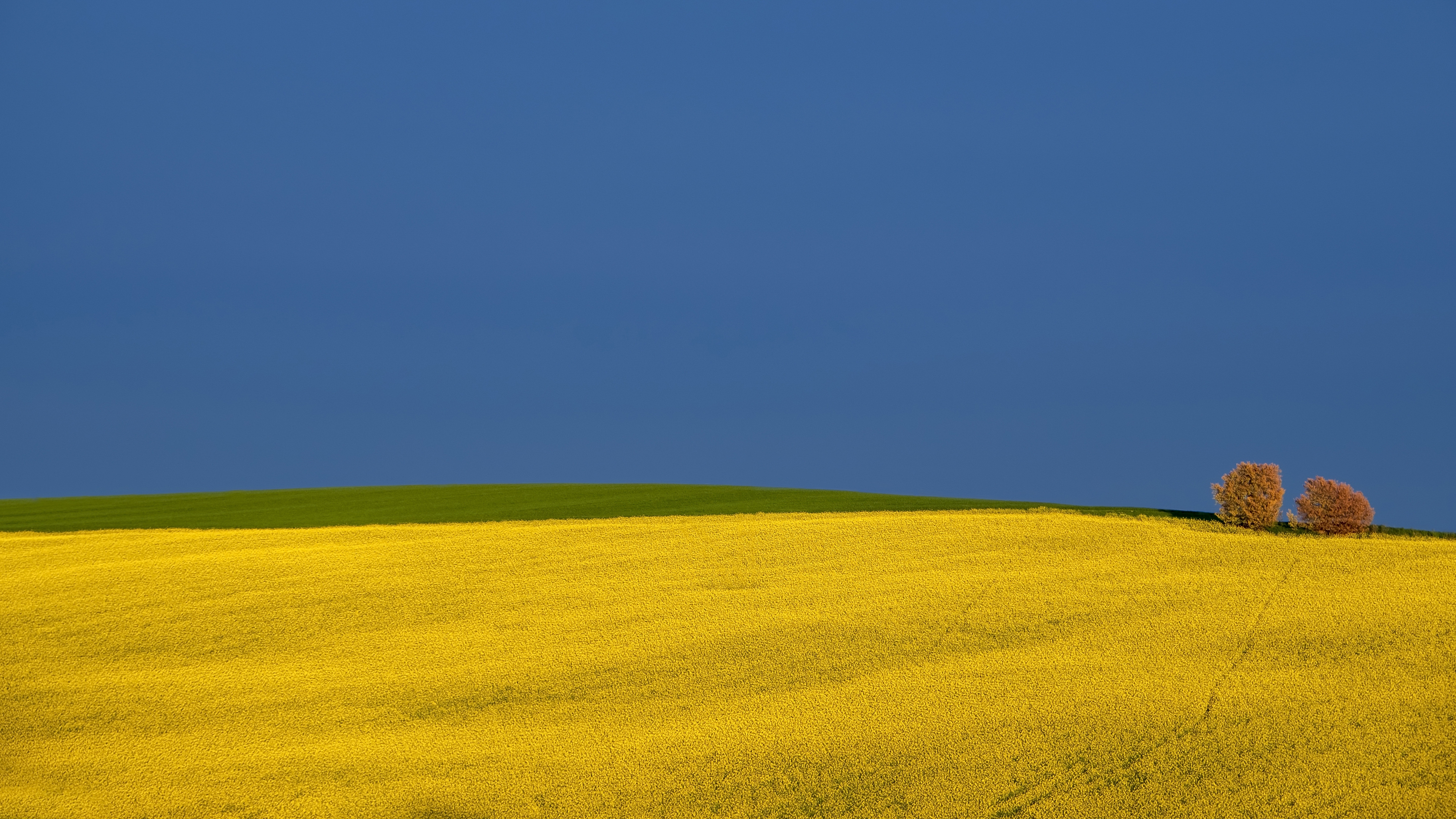 Rapeseed Wallpapers