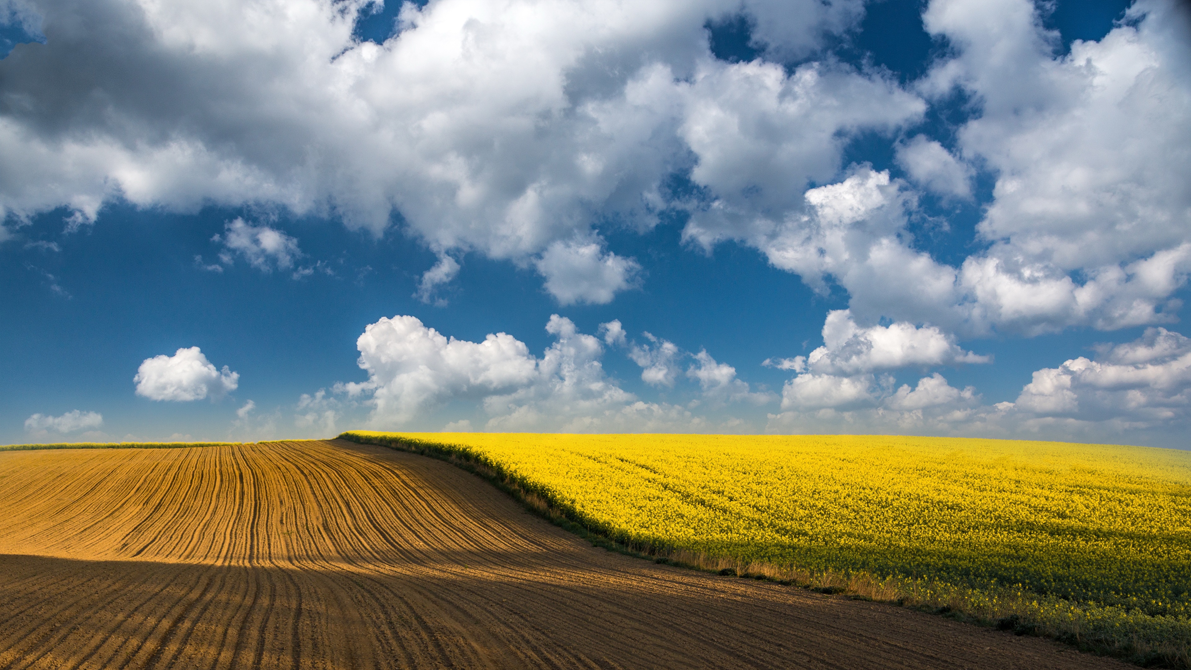 Rapeseed Wallpapers