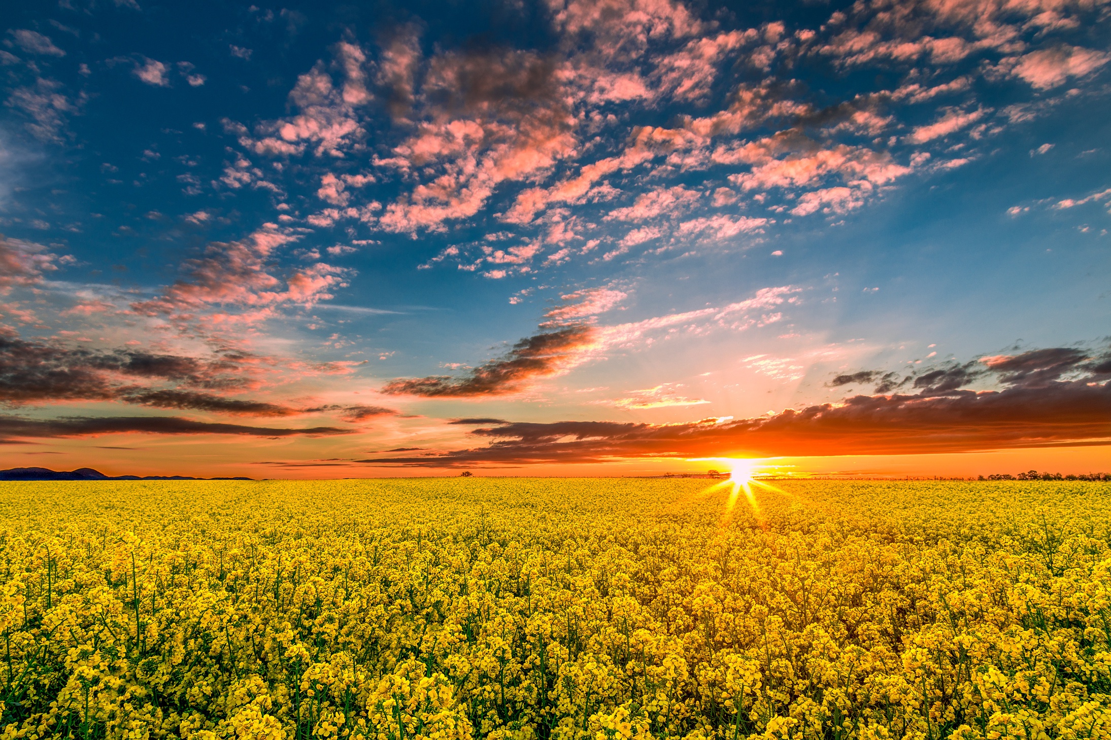 Rapeseed Wallpapers