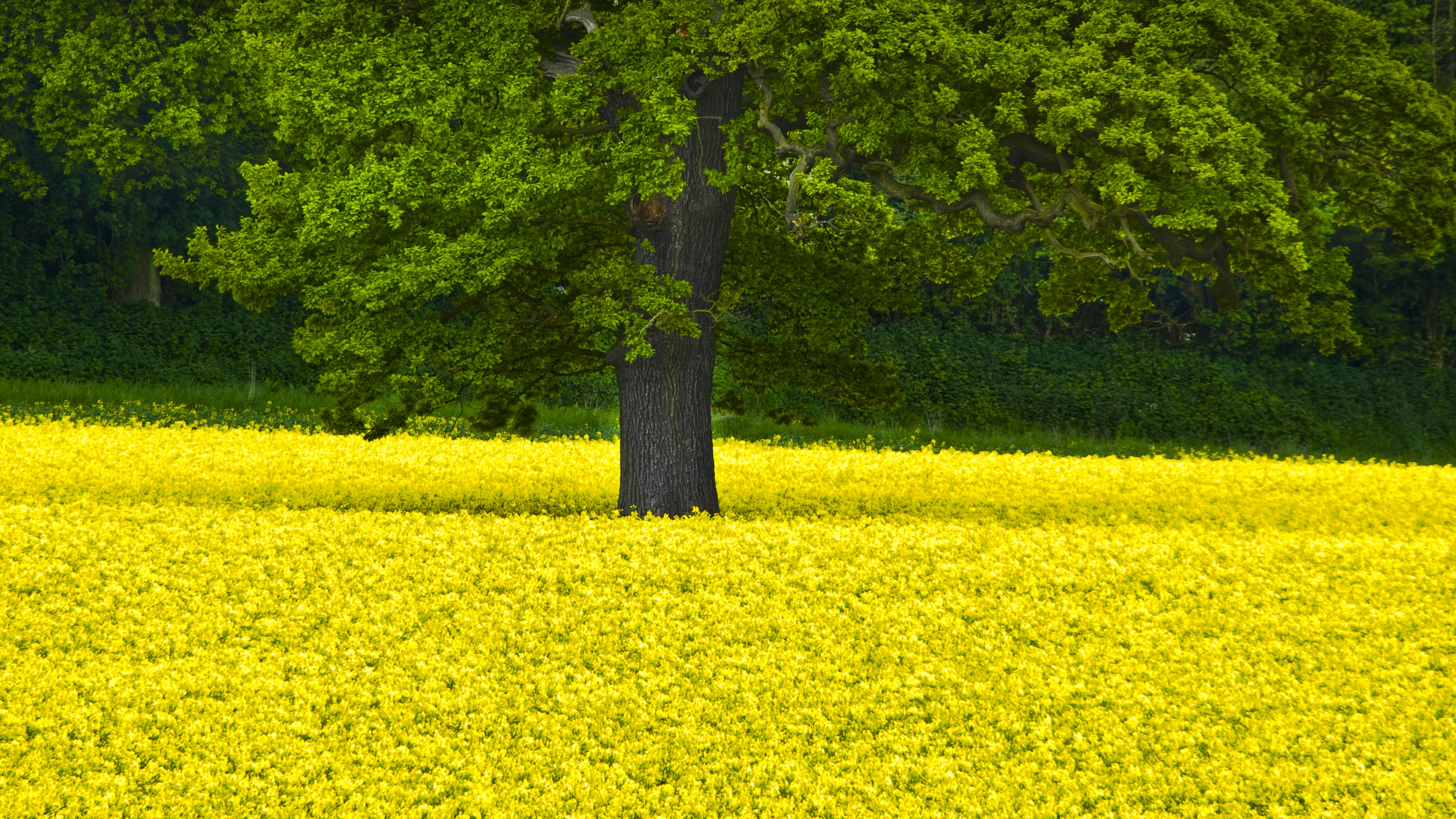 Rapeseed Wallpapers