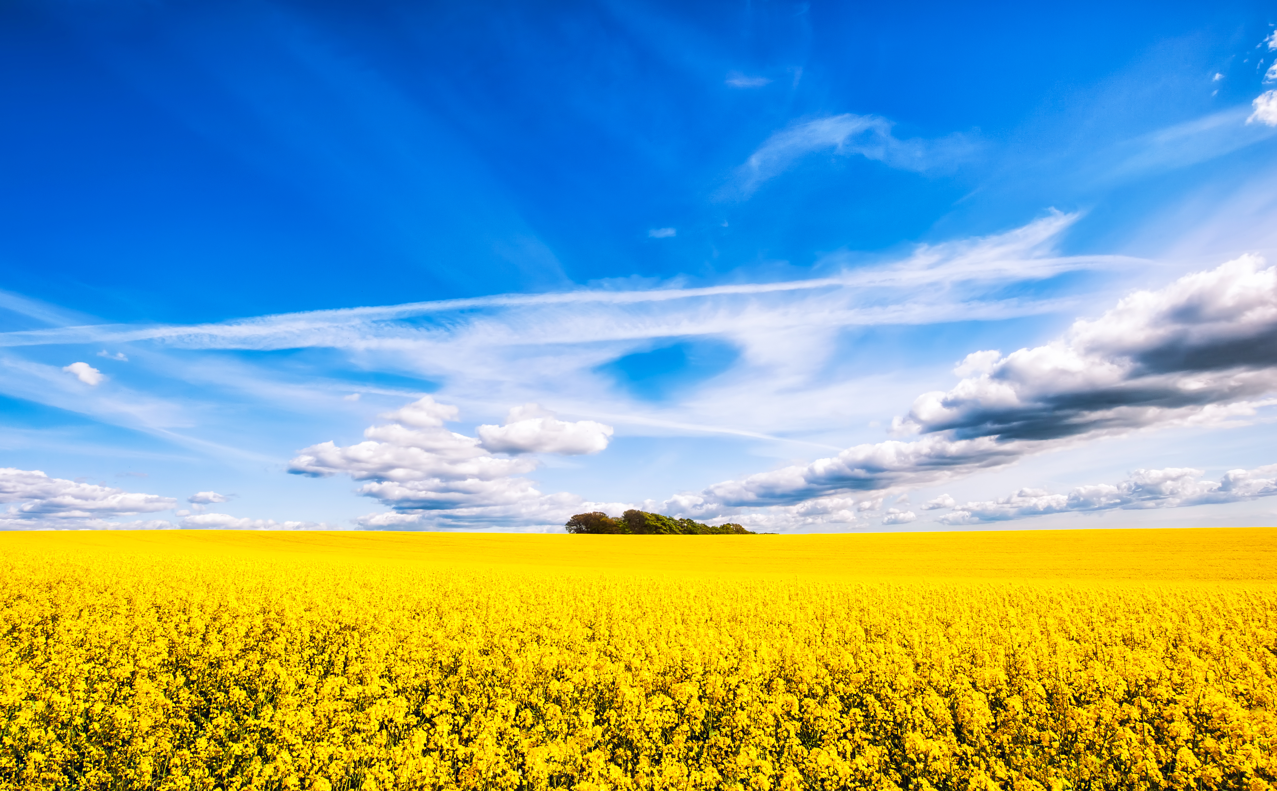 Rapeseed Wallpapers