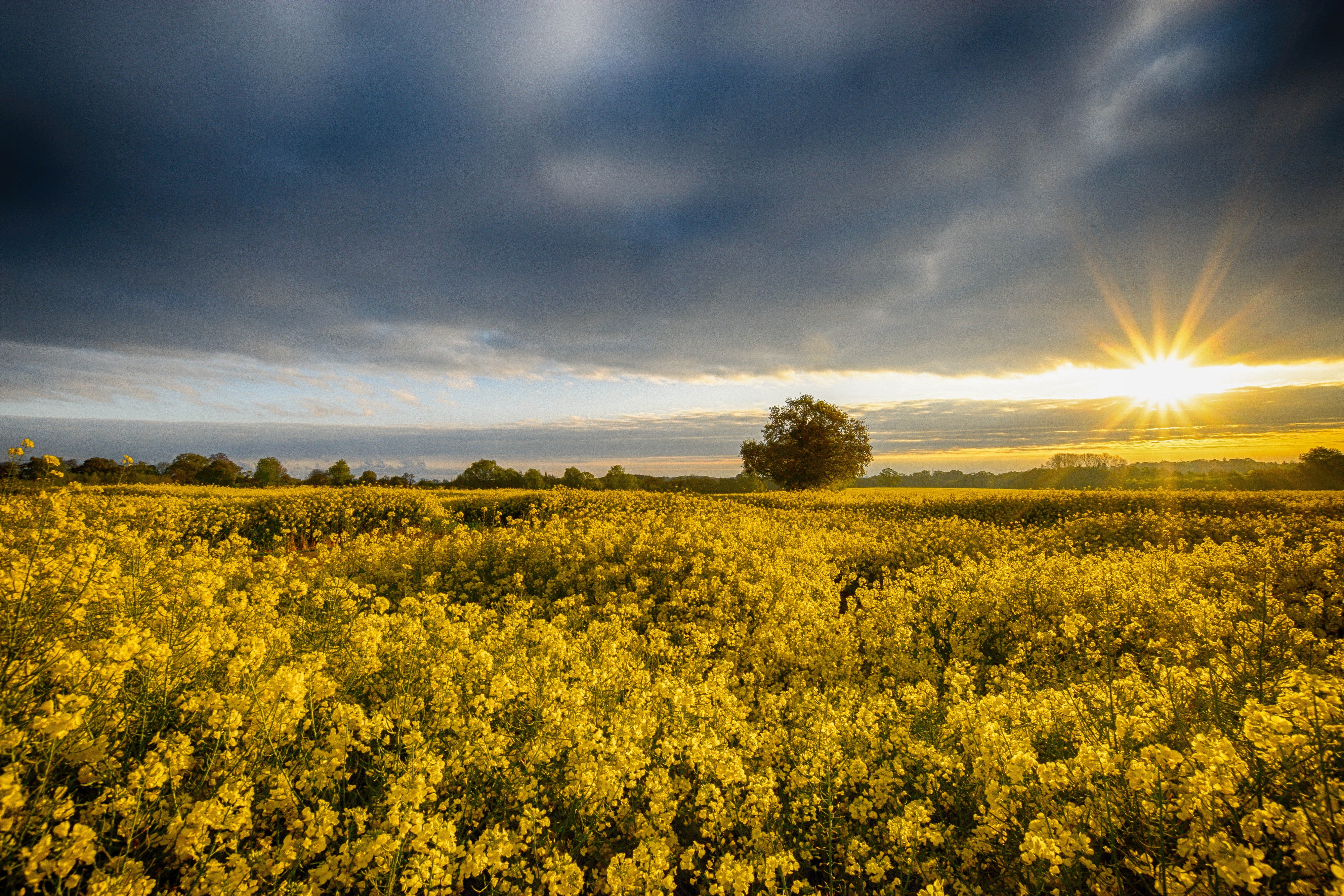 Rapeseed Wallpapers