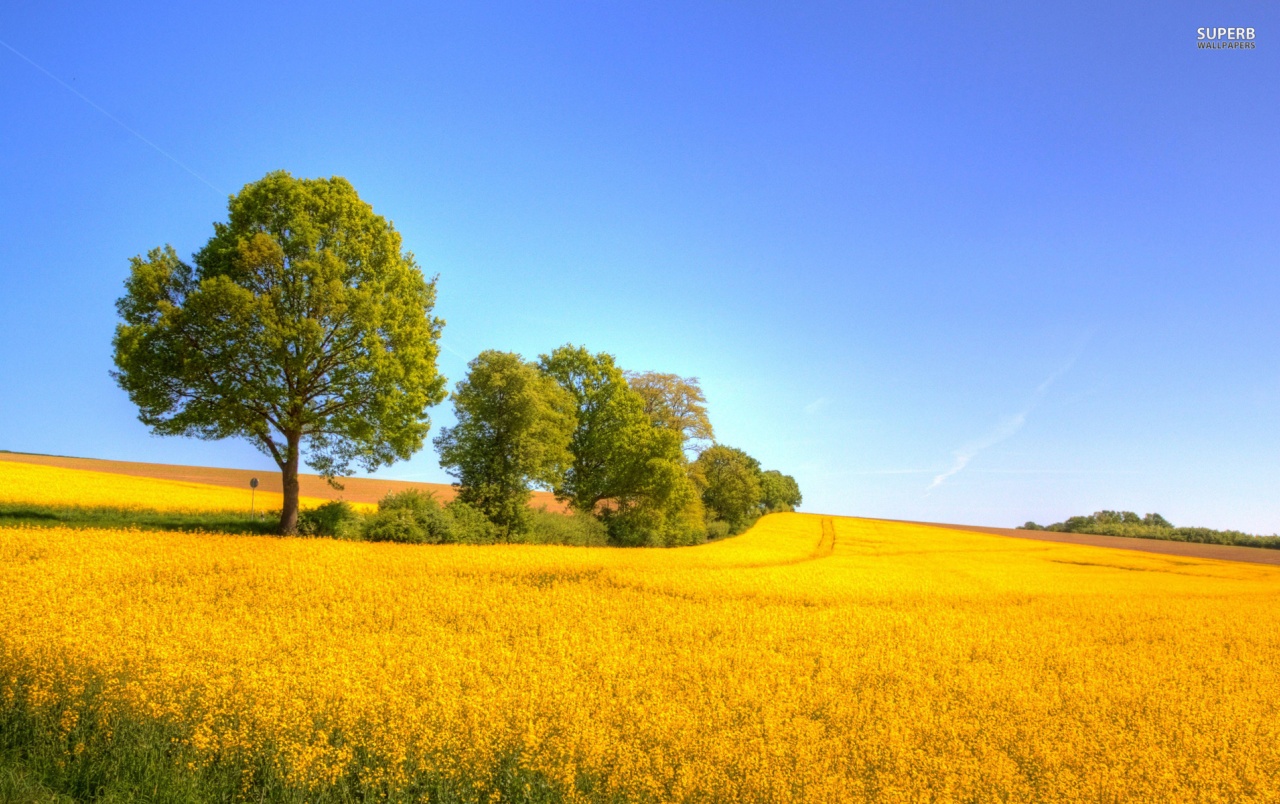 Rapeseed Wallpapers