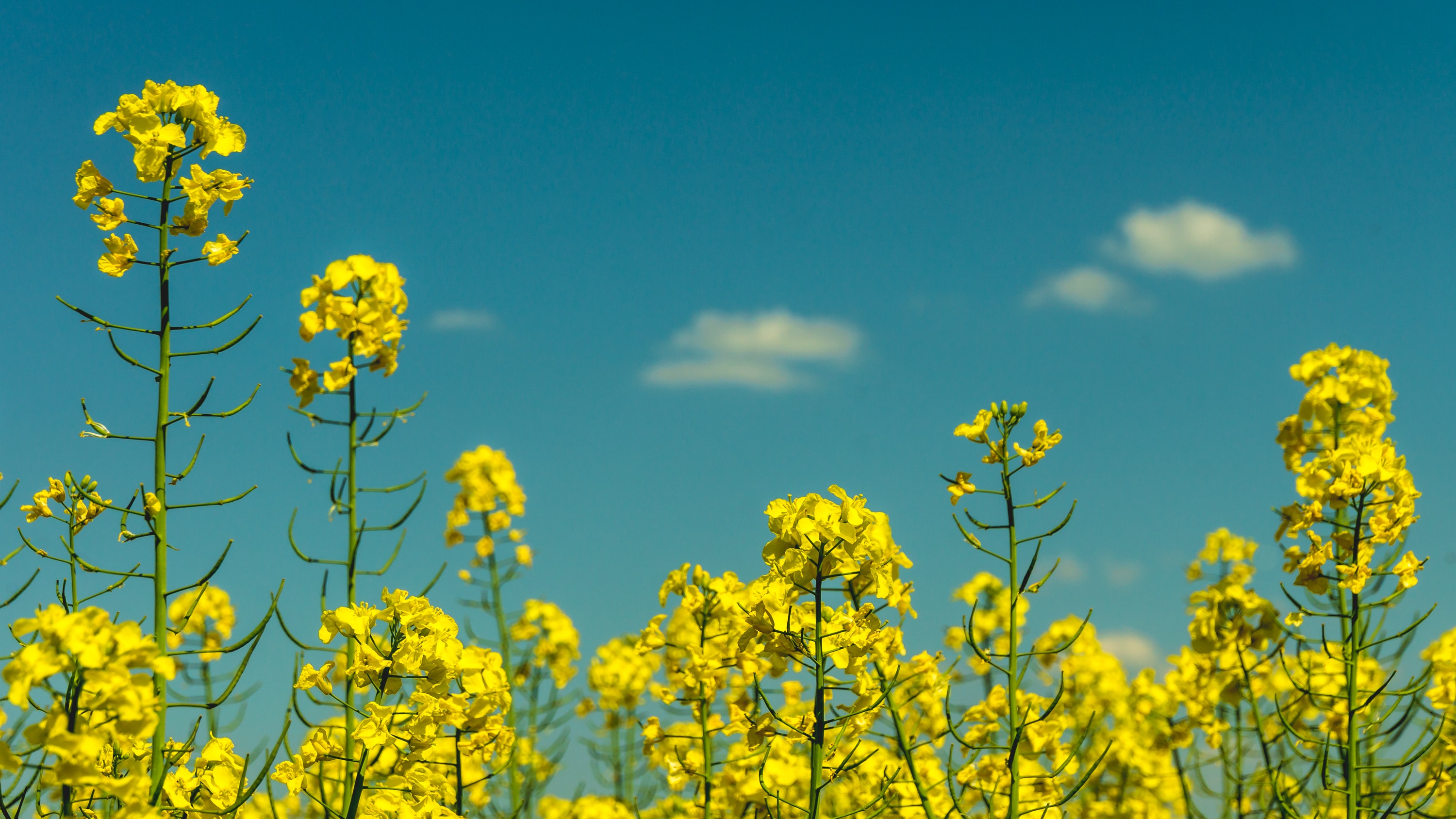 Rapeseed Wallpapers