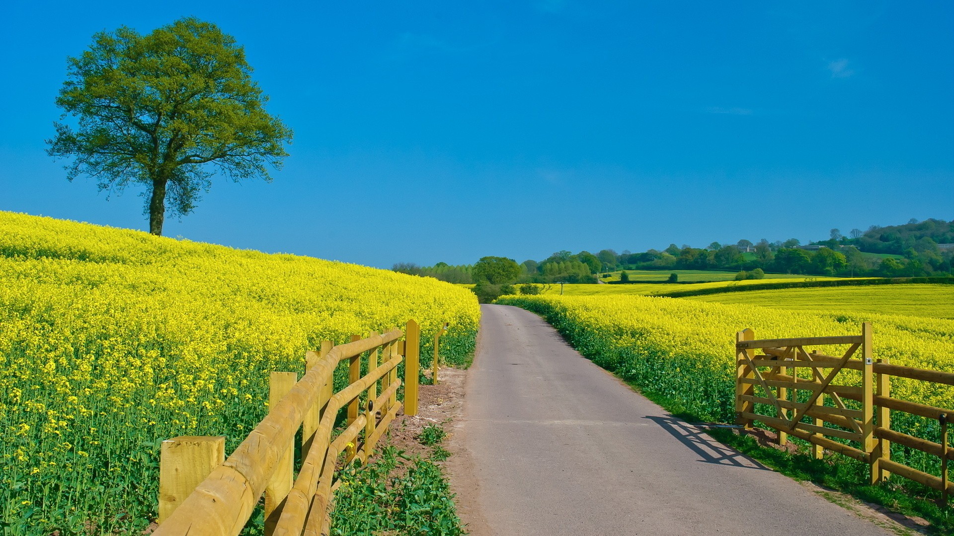 Rapeseed Wallpapers