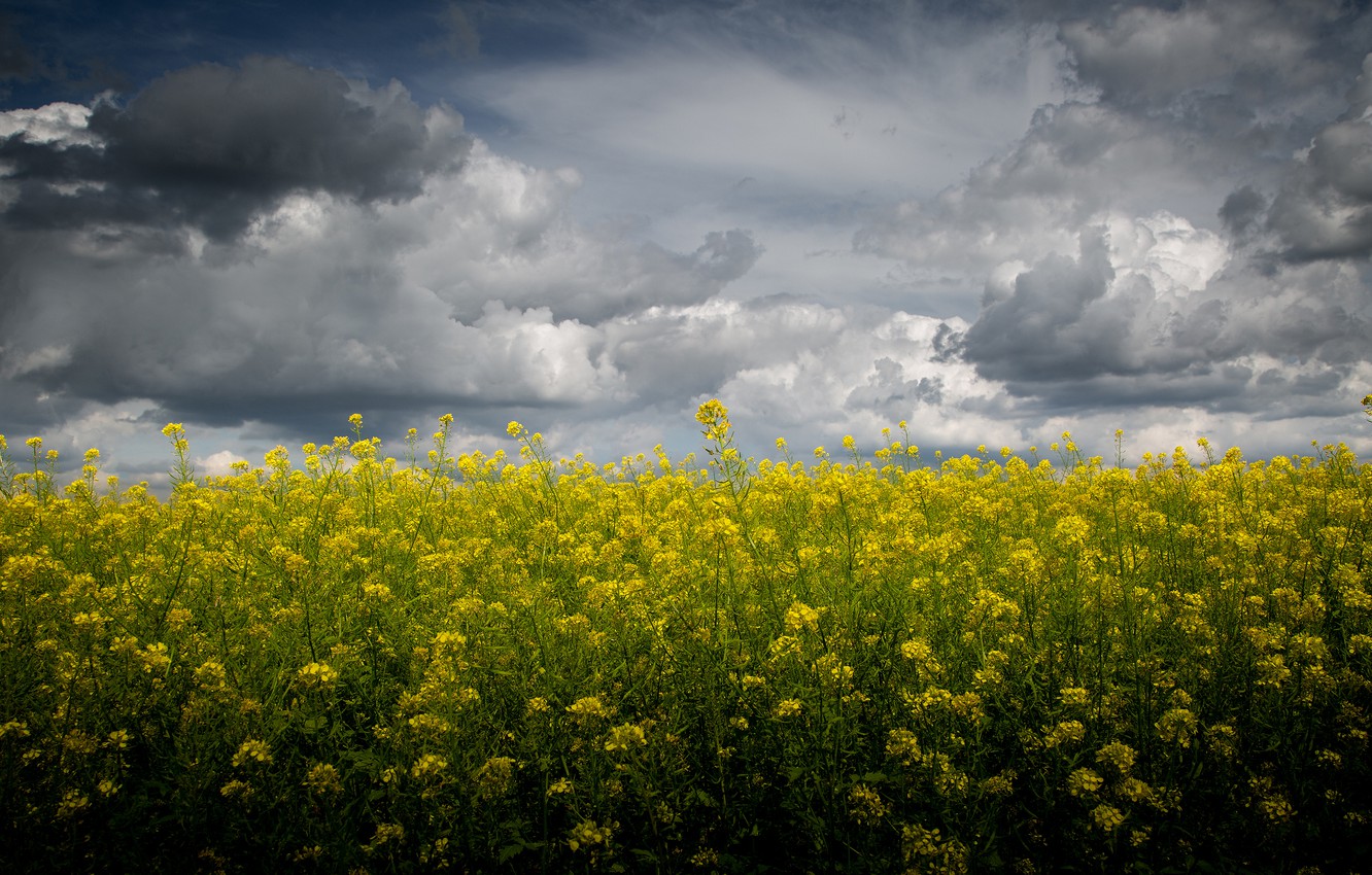 Rapeseed Wallpapers