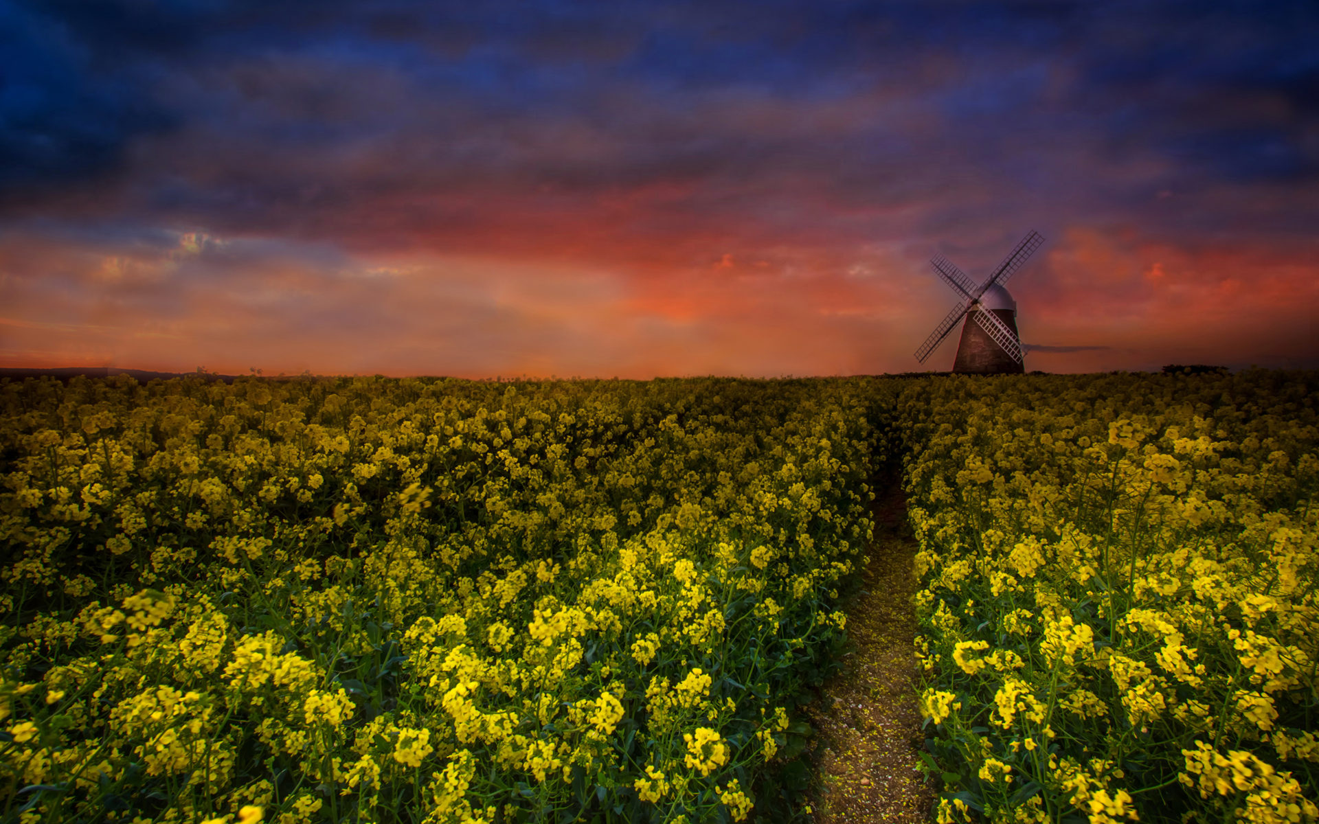 Rapeseed Wallpapers