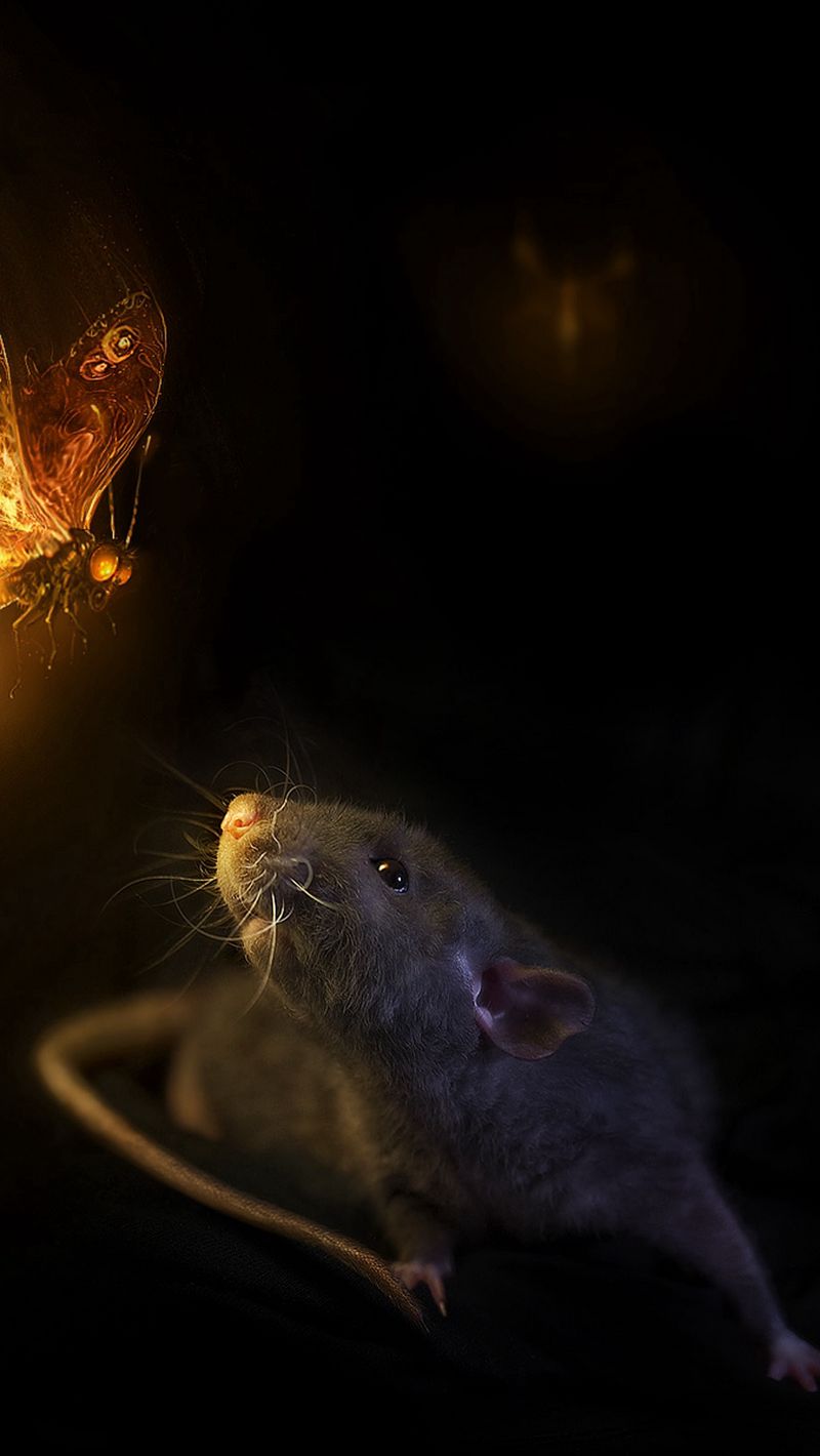 Rat Wallpapers