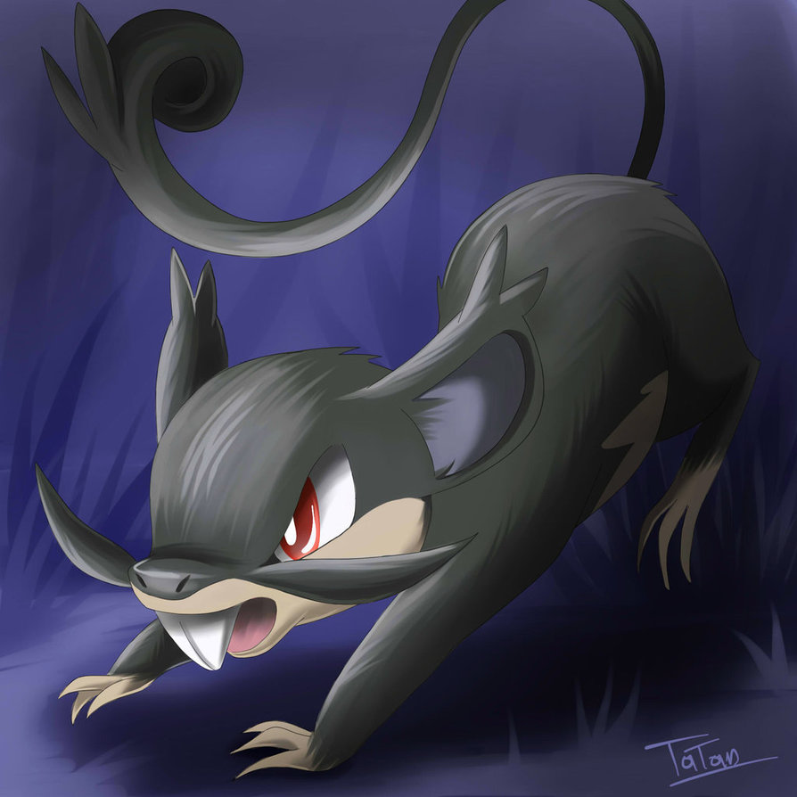 Rattata Hd Wallpapers