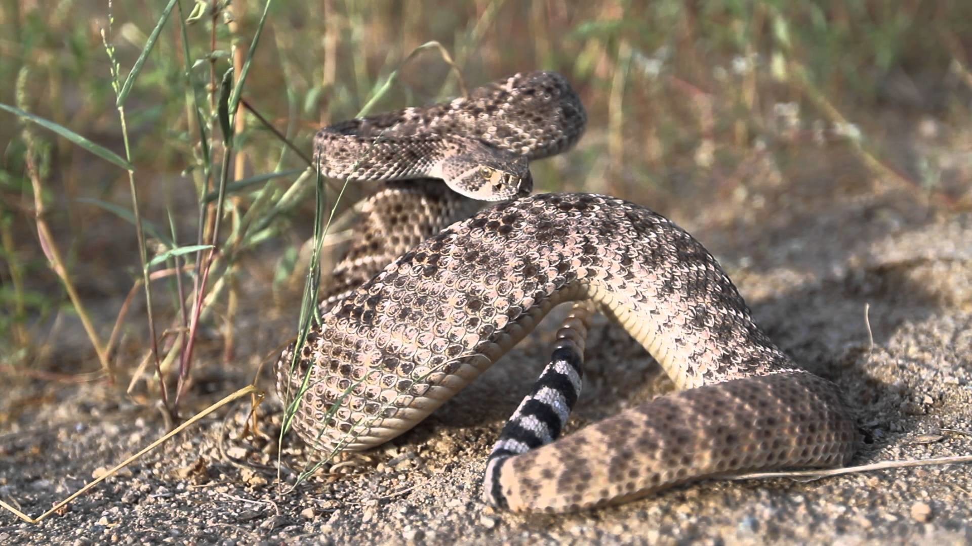 Rattle Snake Wallpapers