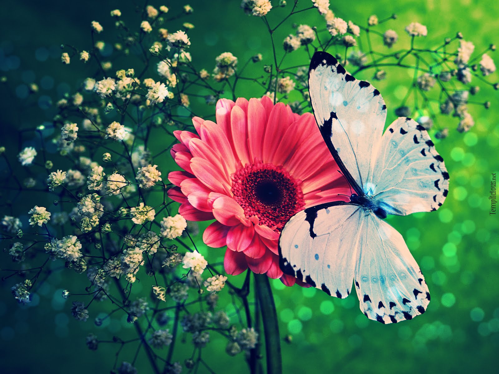 Real Butterfly Wallpapers