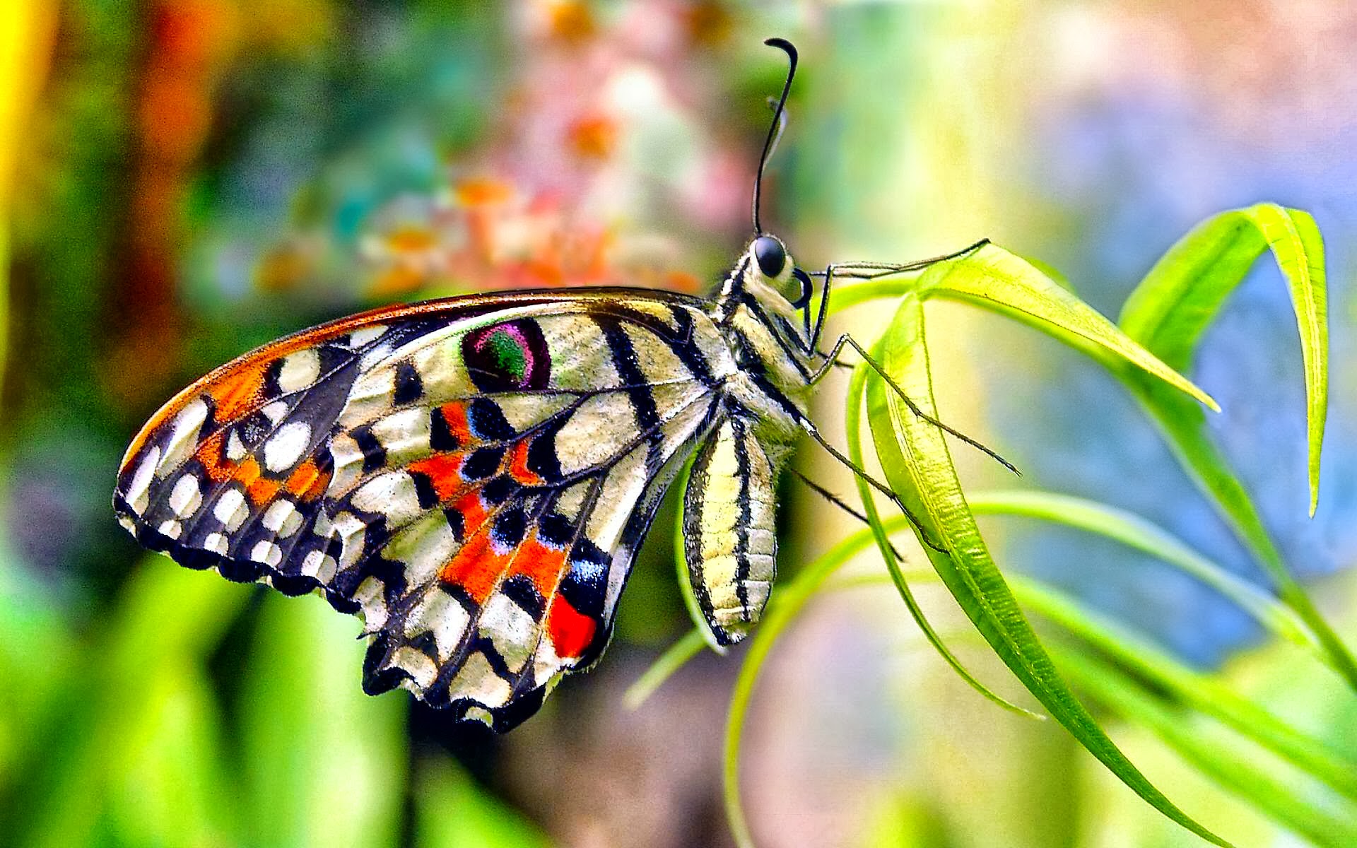 Real Butterfly Wallpapers