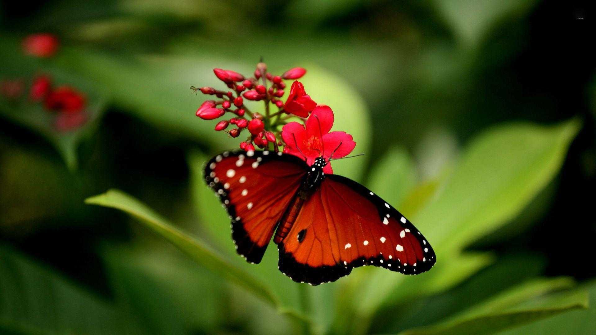 Real Butterfly Wallpapers