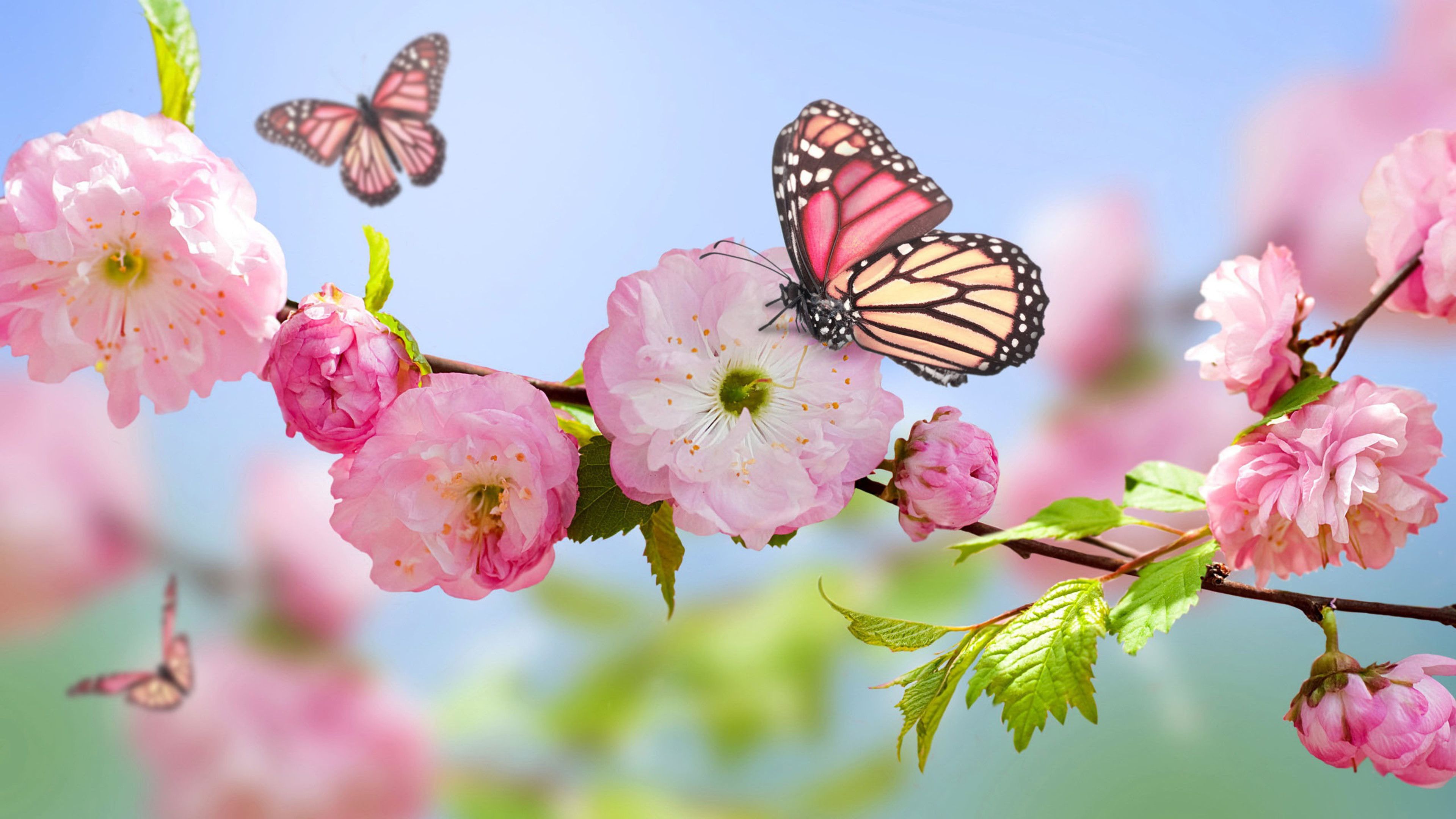 Real Butterfly Wallpapers